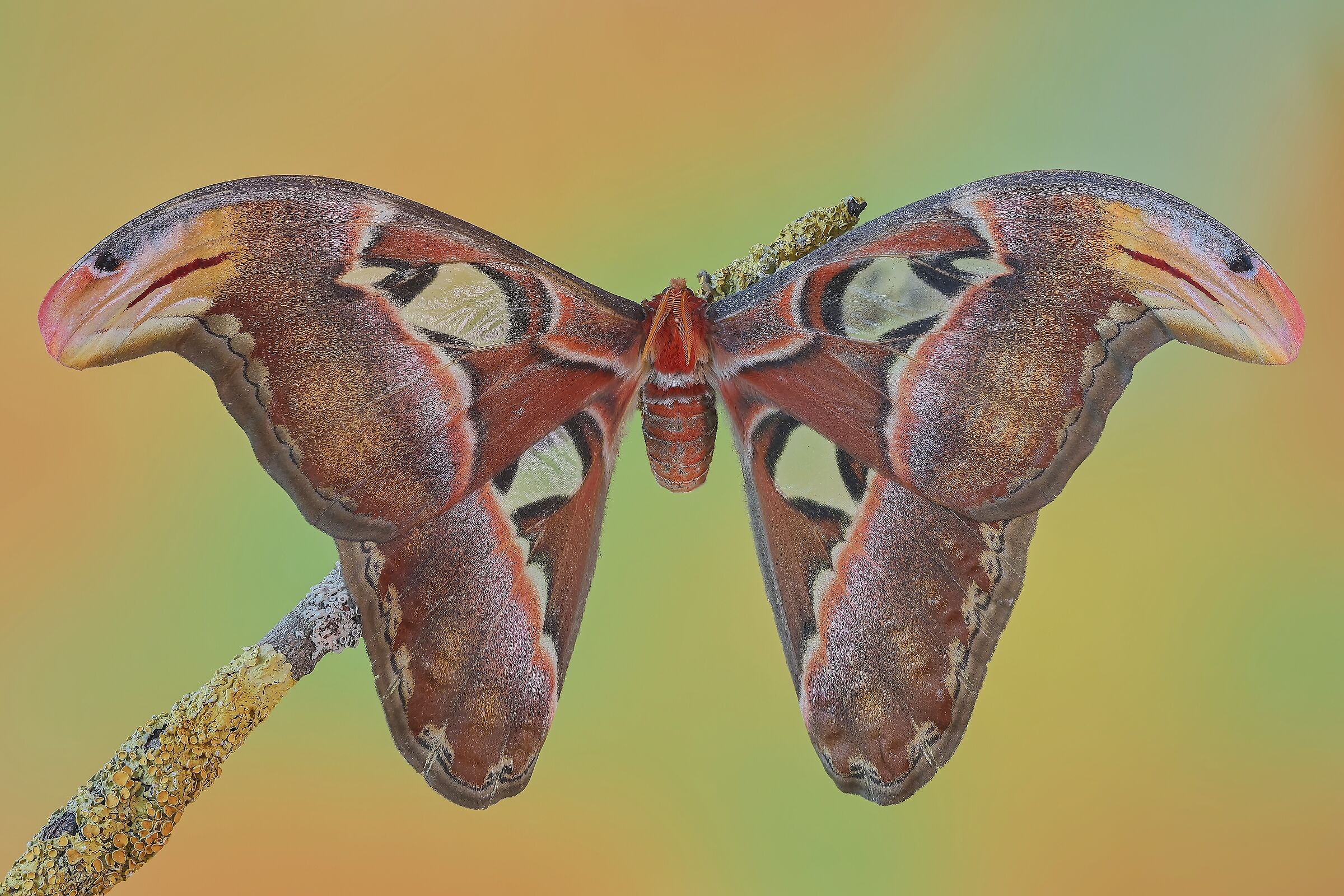 Attacus atlas (femmina)