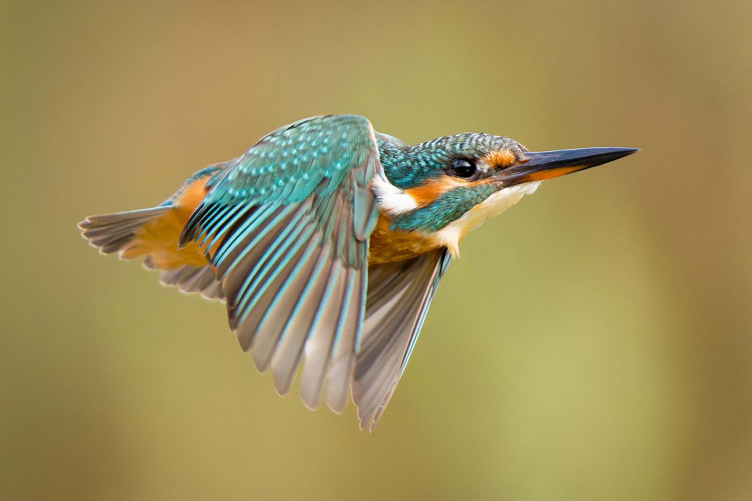Kingfisher