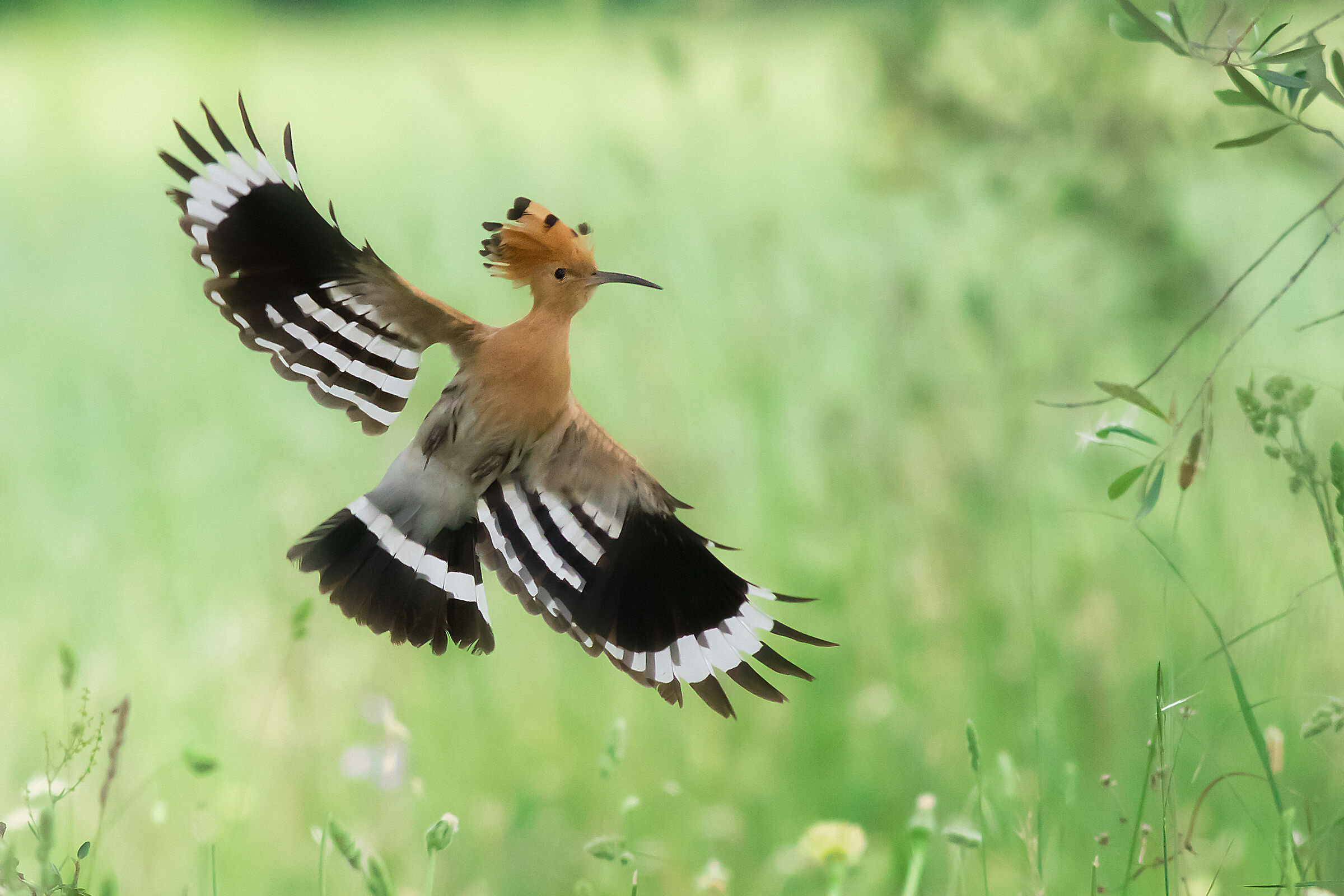 Upupa in volo