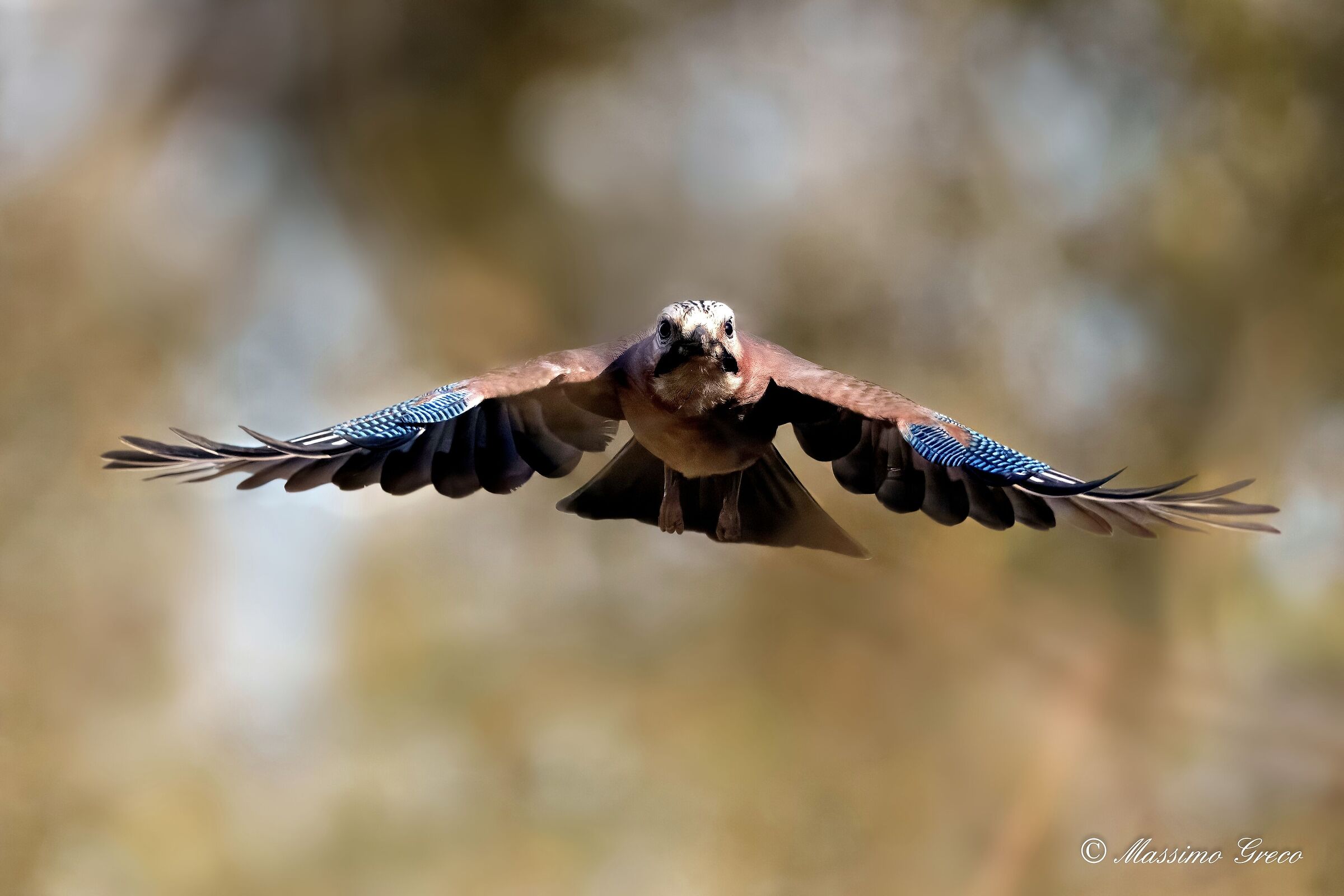 Jay (Garrulus glandarius)