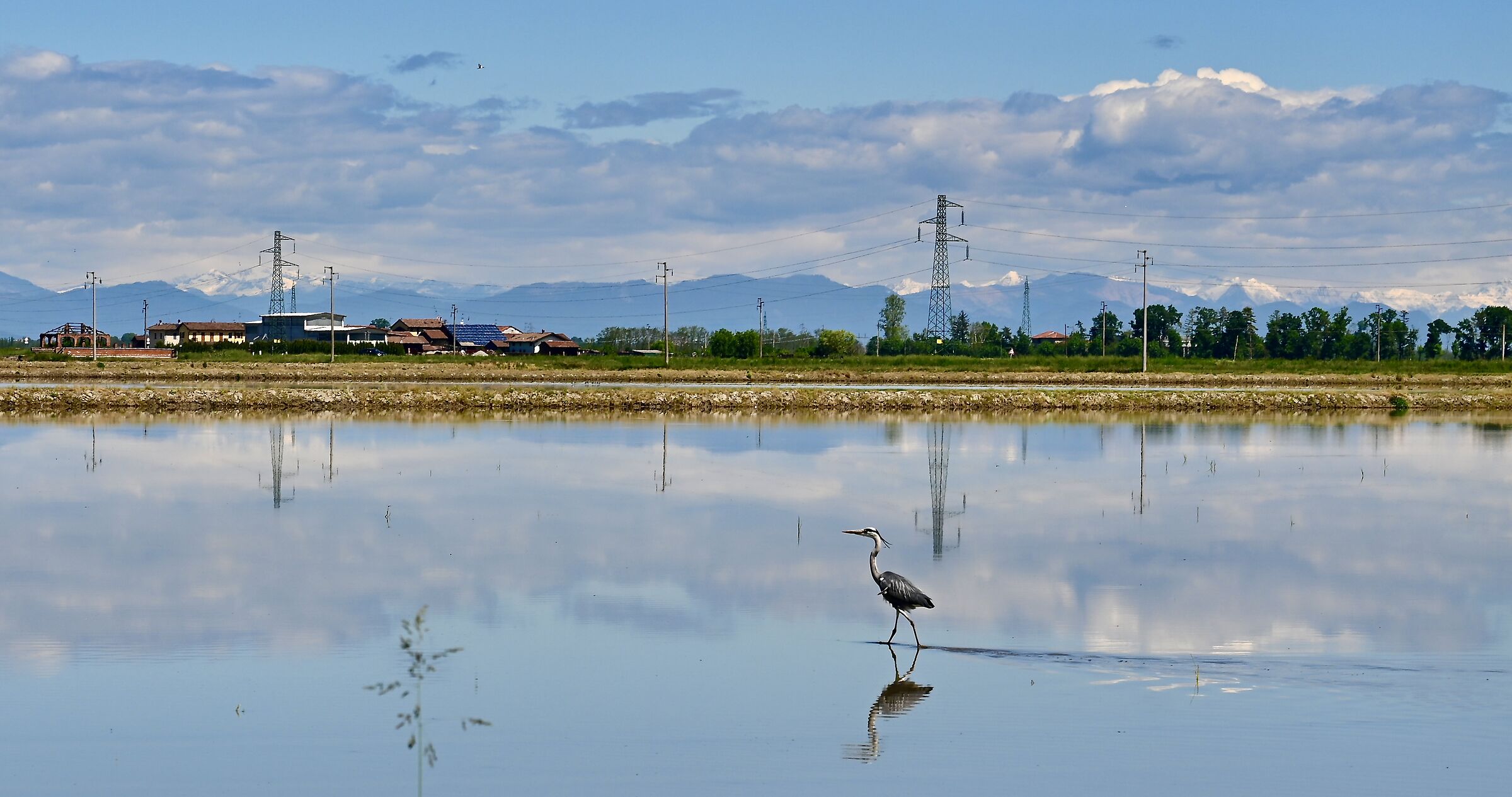 The King of Lomellina