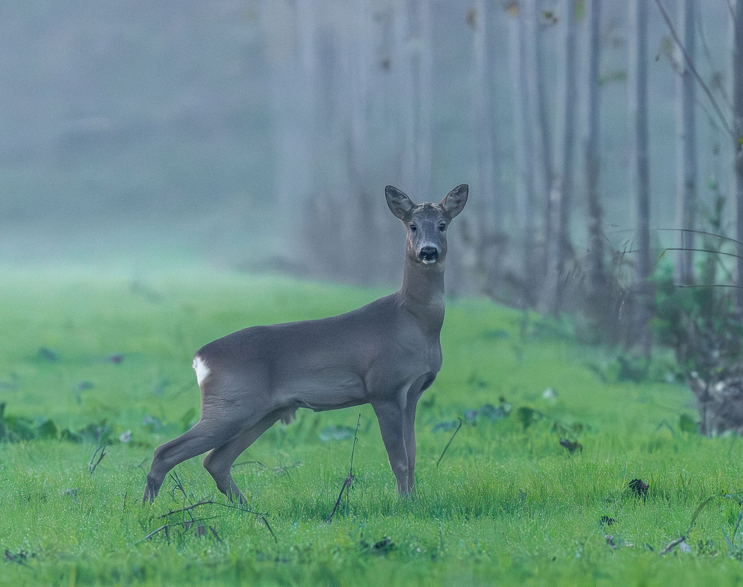 Capriolo all'imbrunire