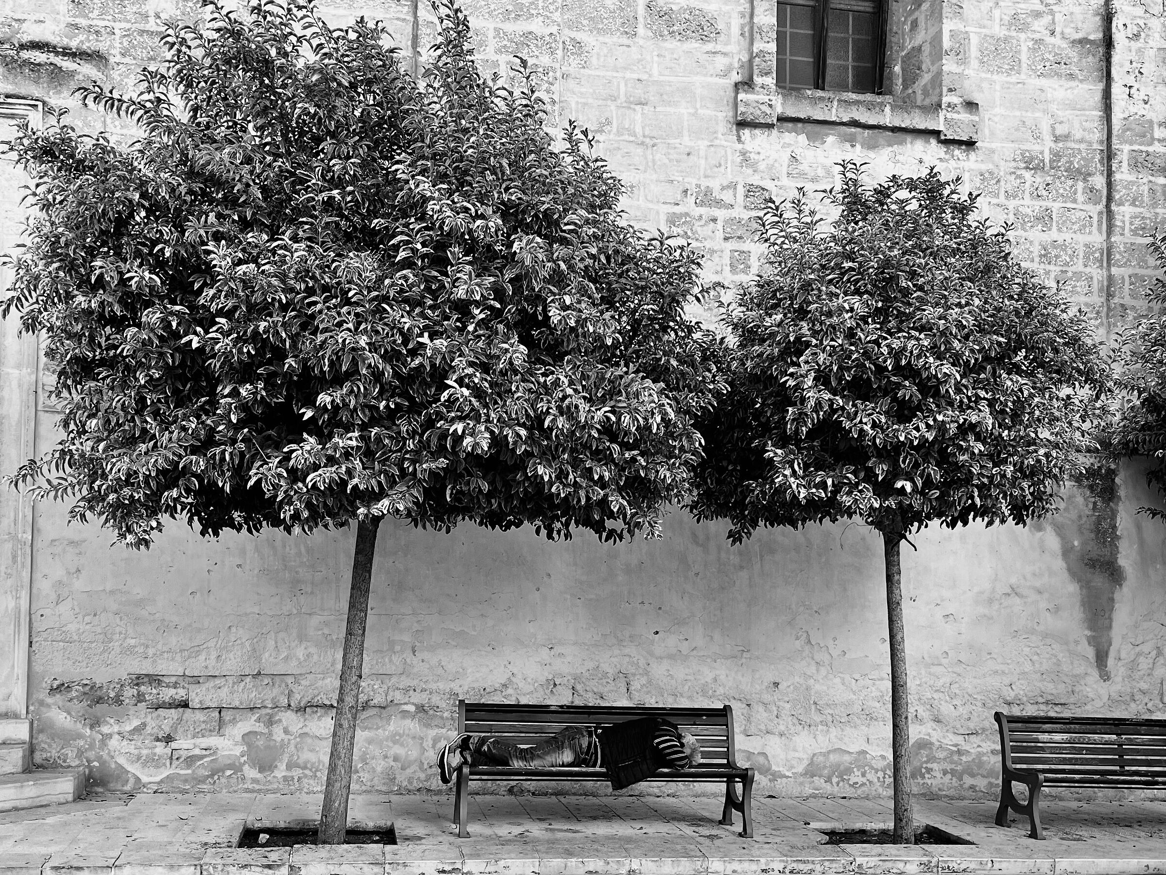 Siesta