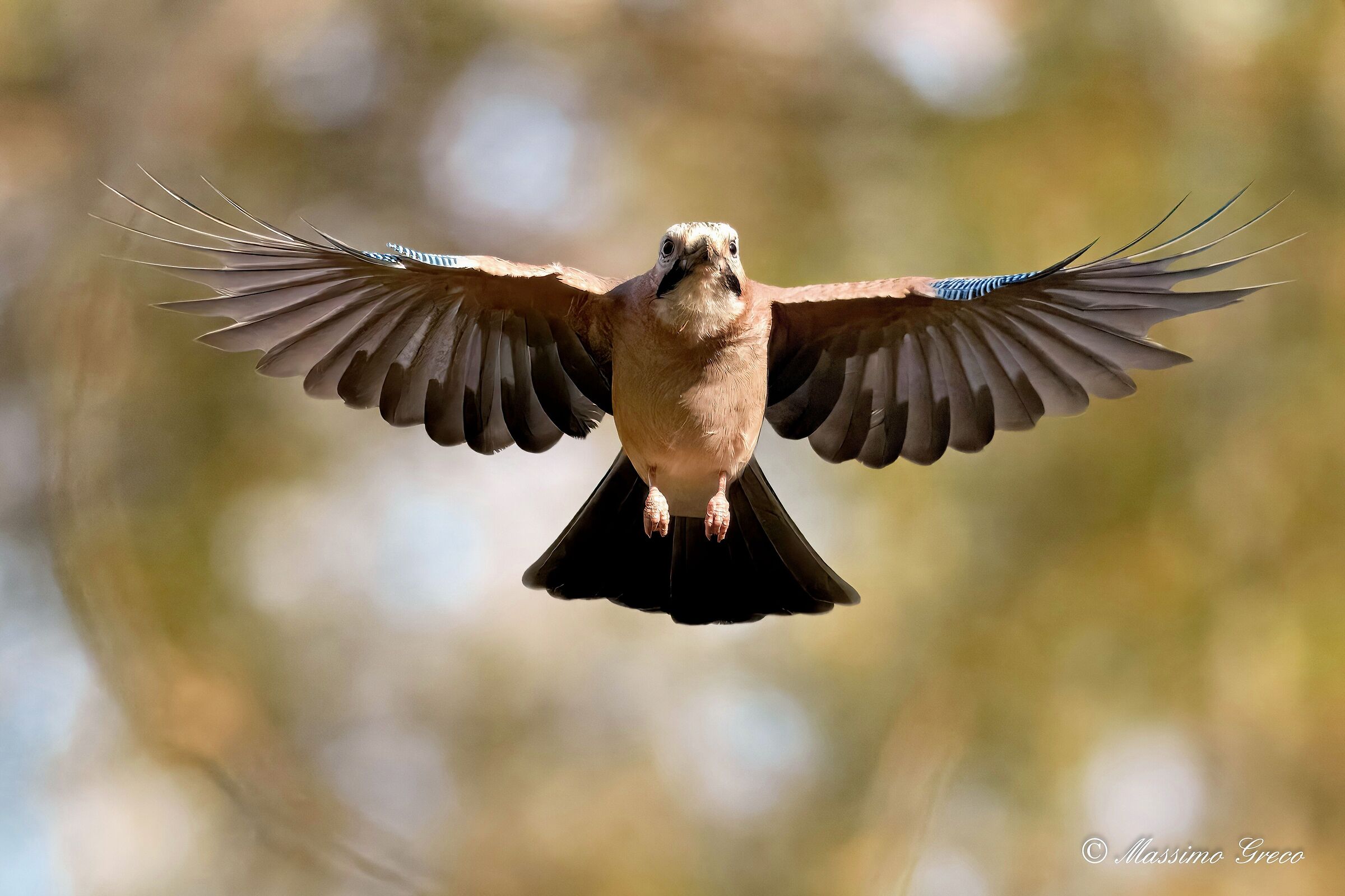 Jay (Garrulus glandarius)