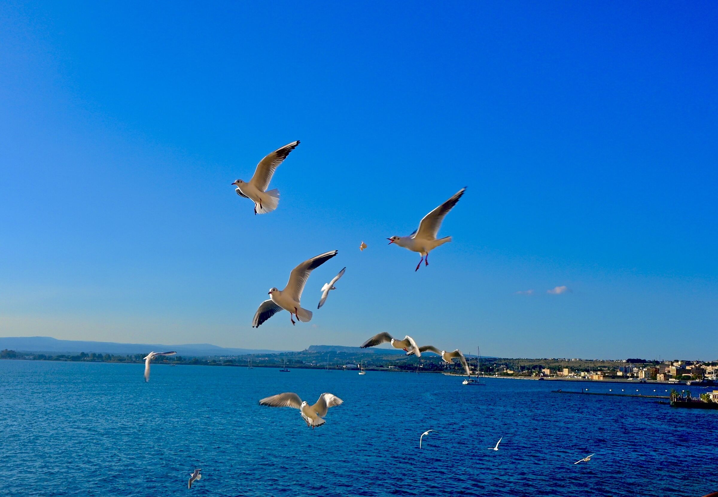 Lotta aerea per un tozzo di pane