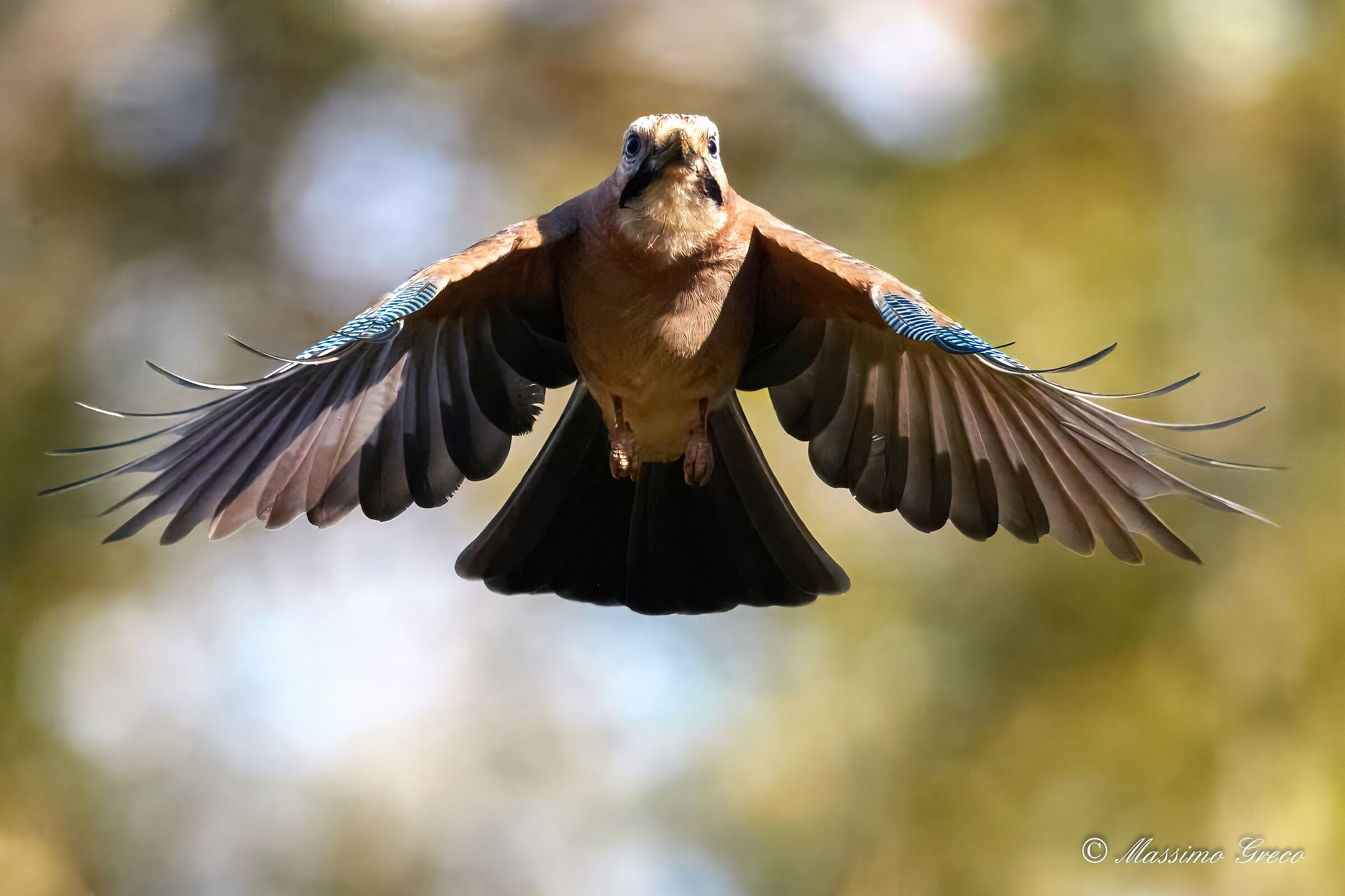 Jay (Garrulus glandarius)