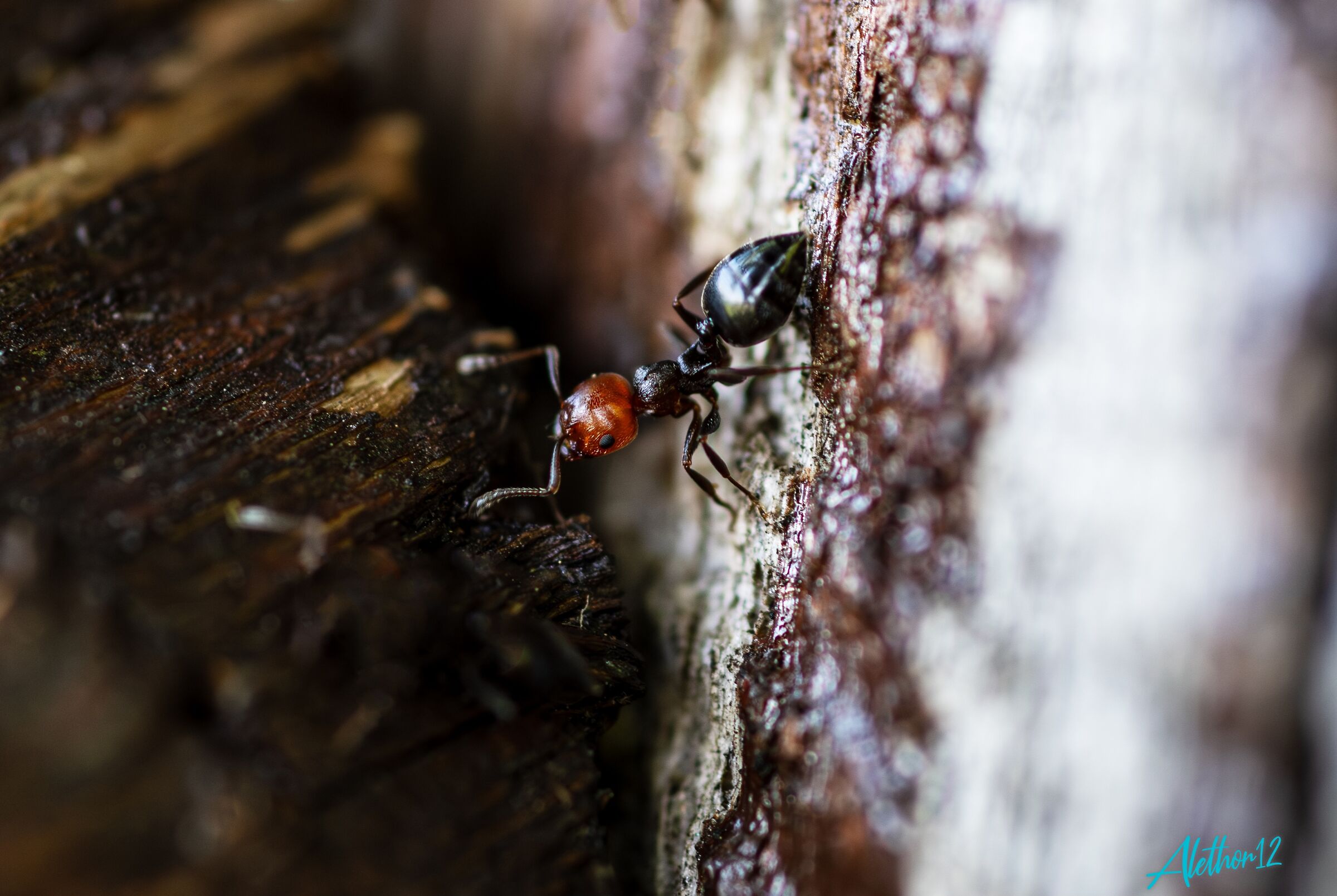 Ant at work