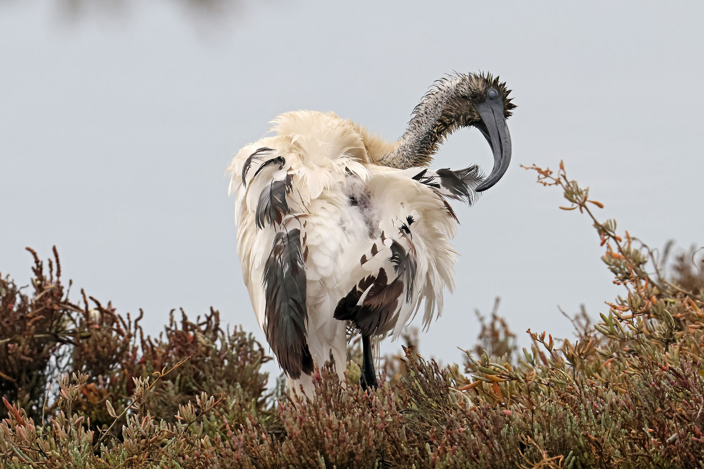 Ibis nella salicornia
