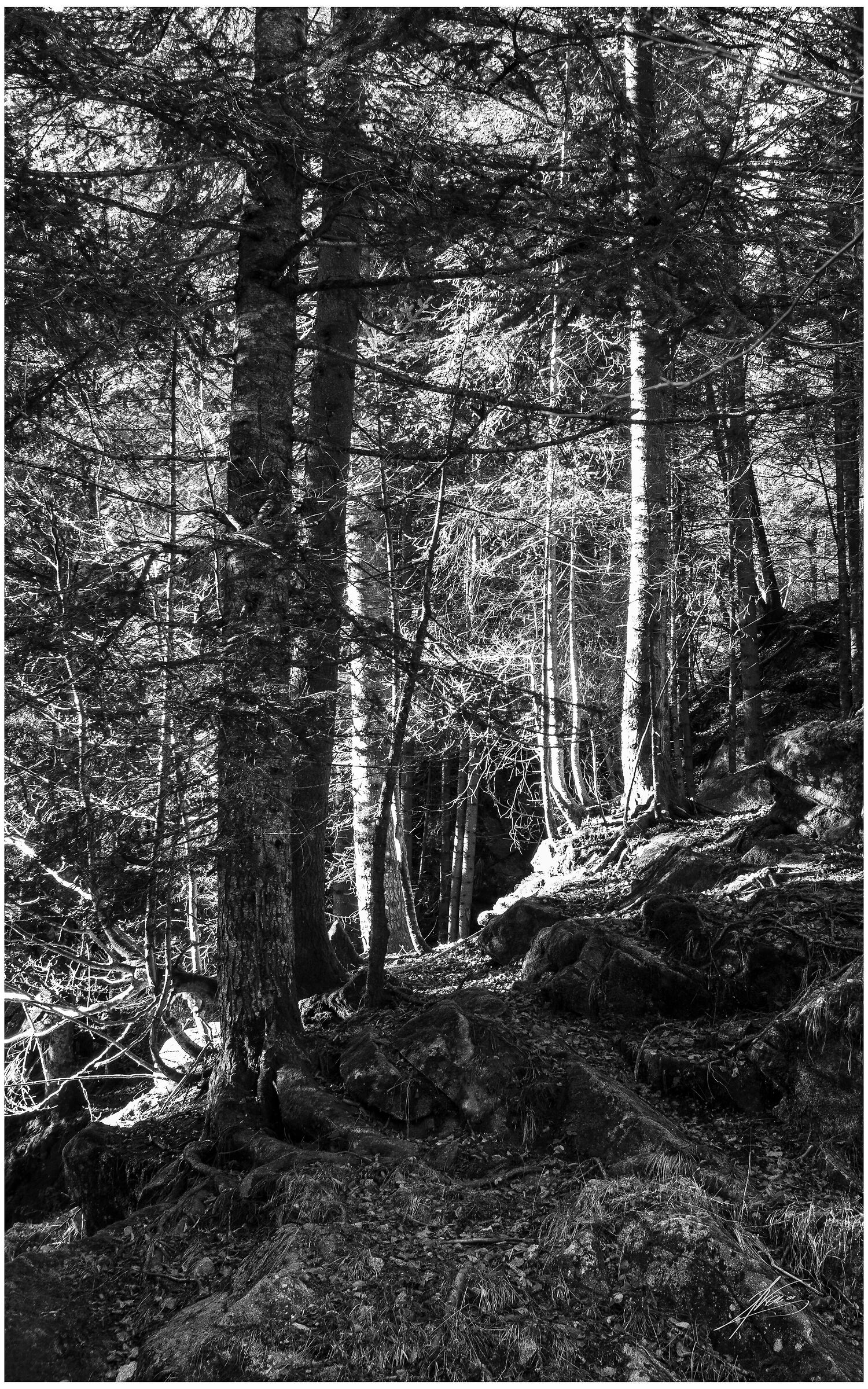 In the woods.
