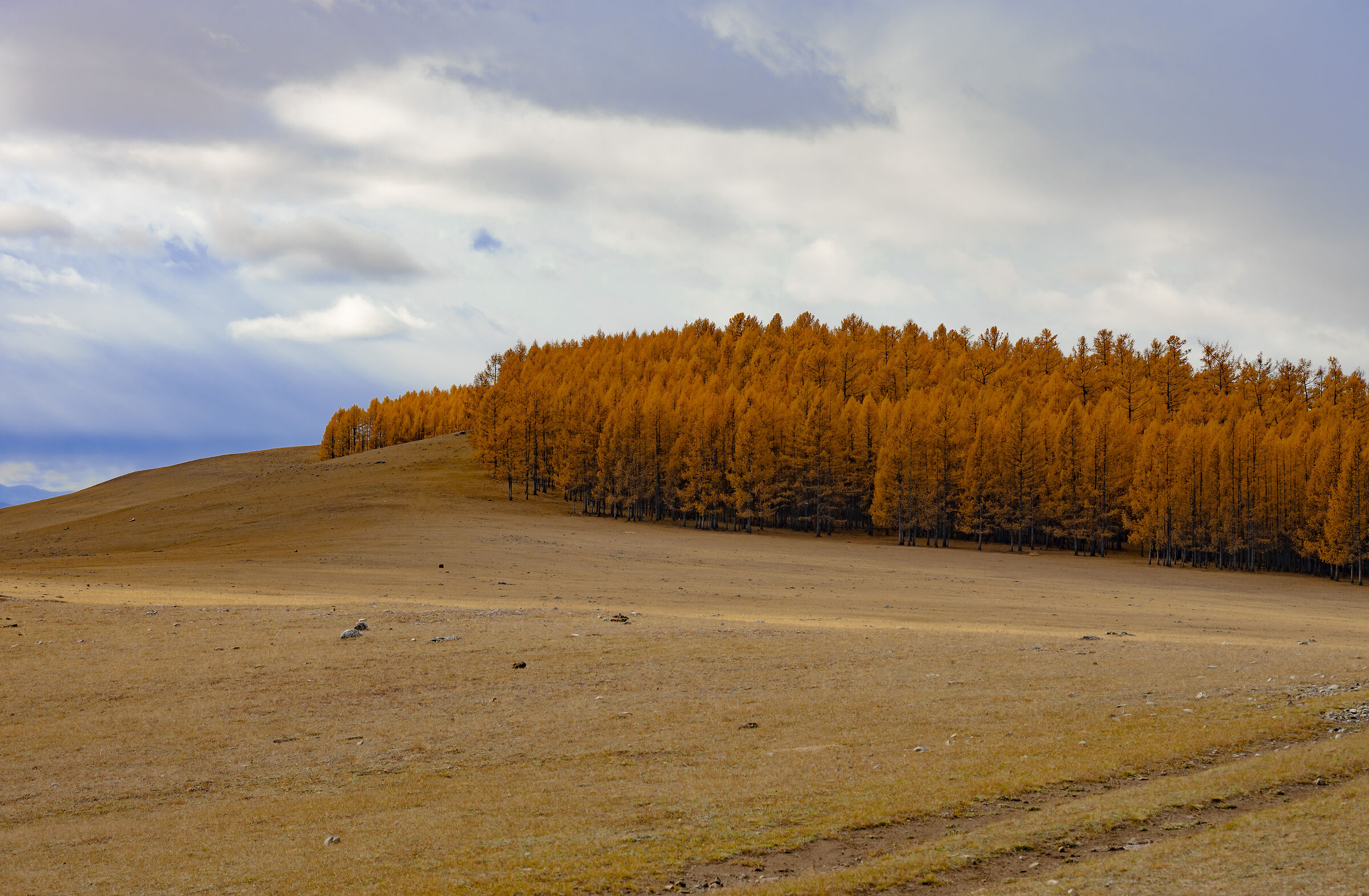 Fiery larches