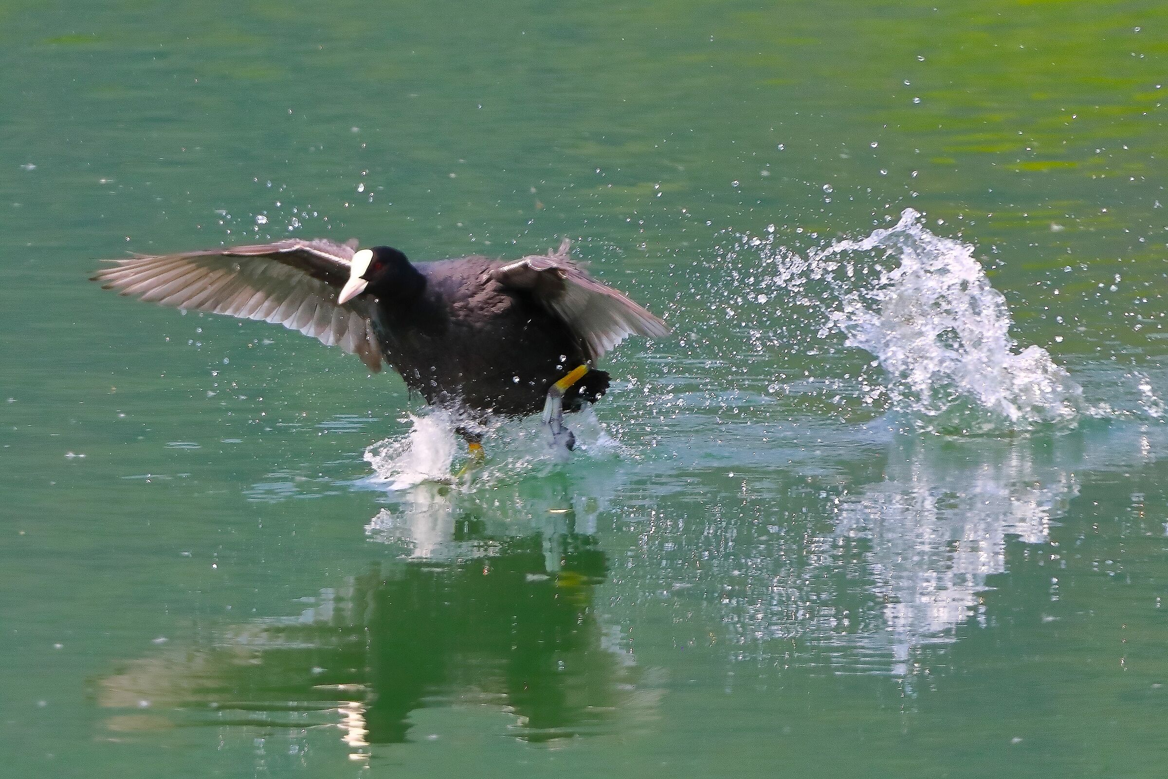 Folaga 08 giugno 2025 - 0020