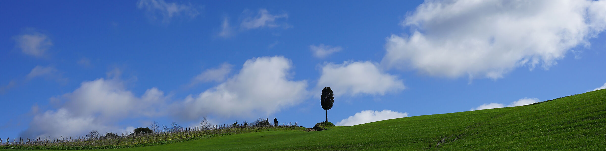 Streep green