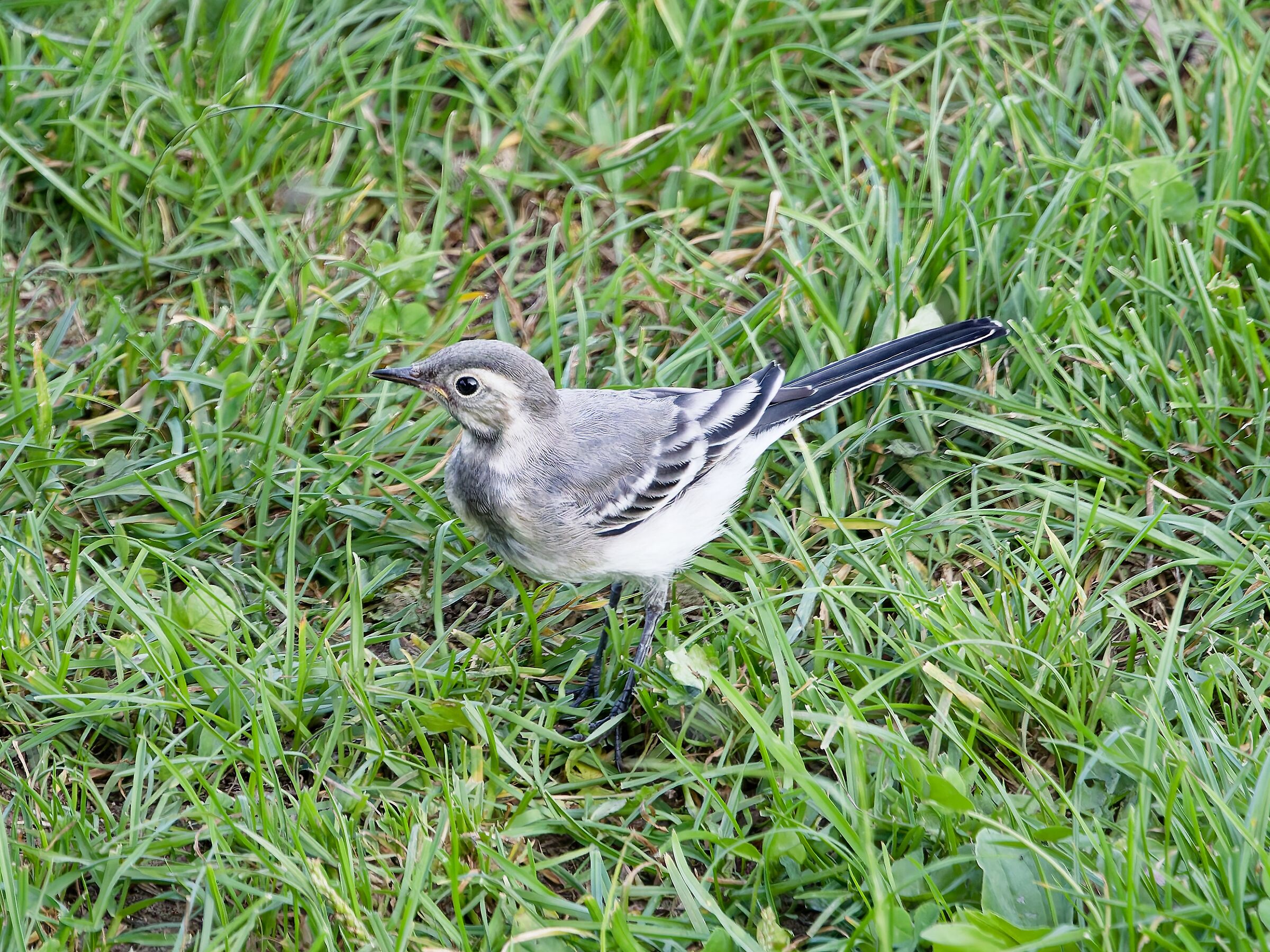White wagtail