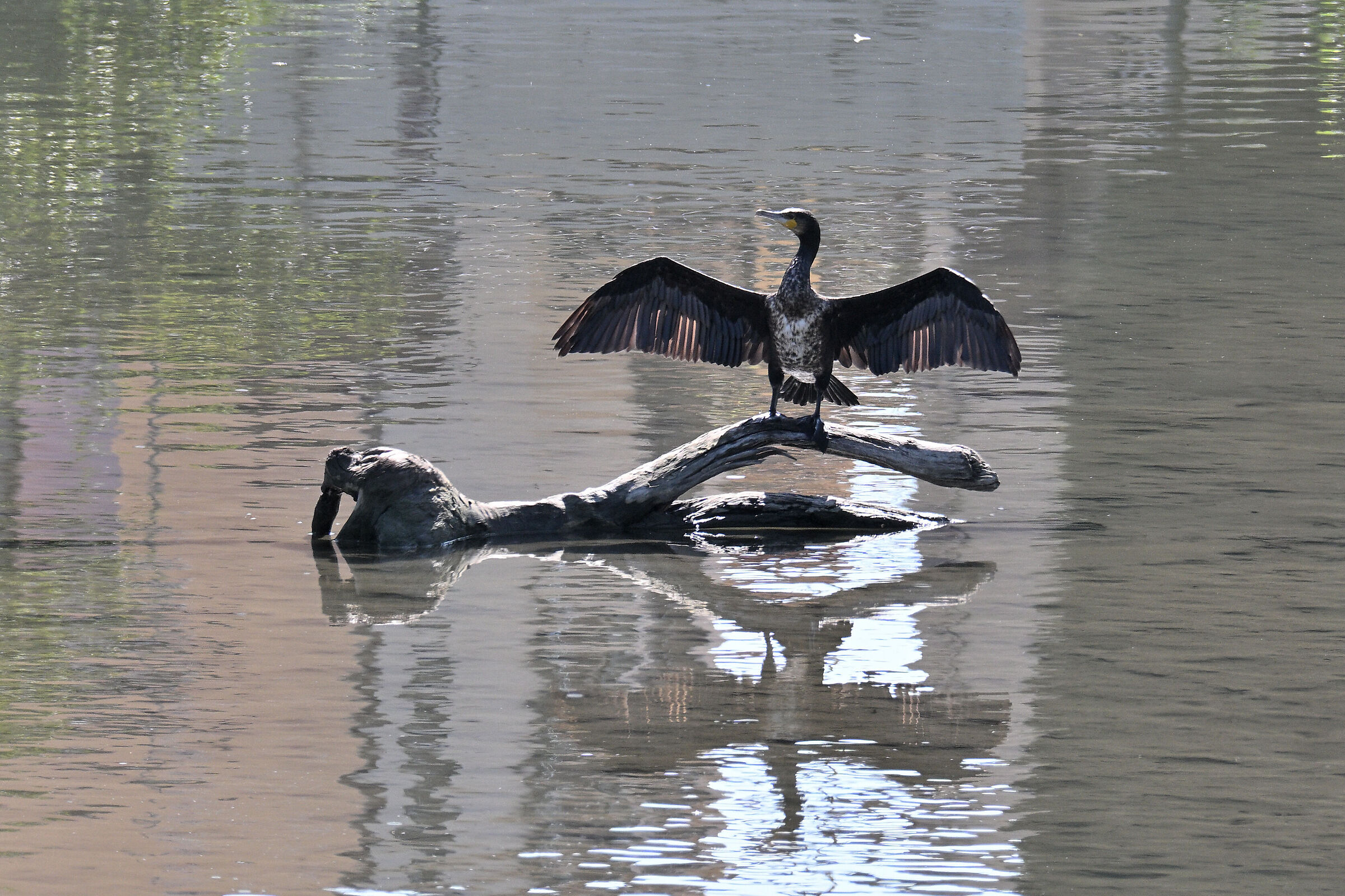 Totem all'asciugatura