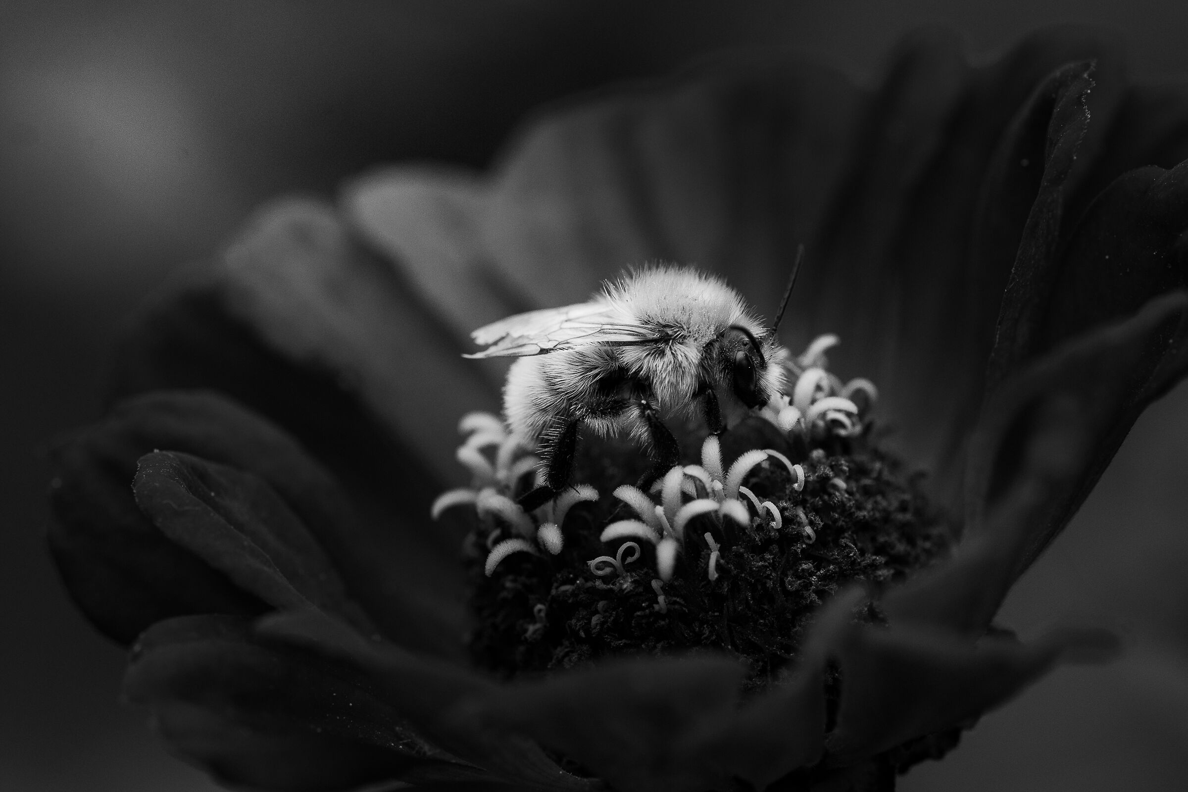 Bee
