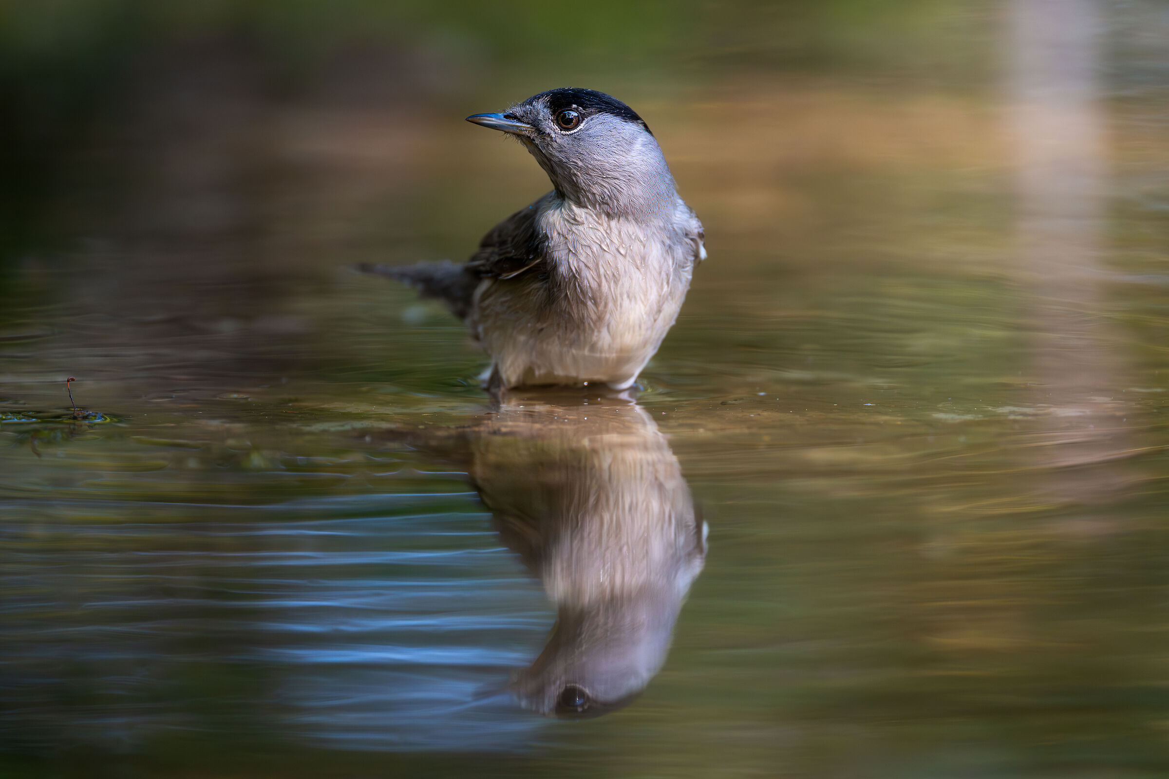 Male Blackcap