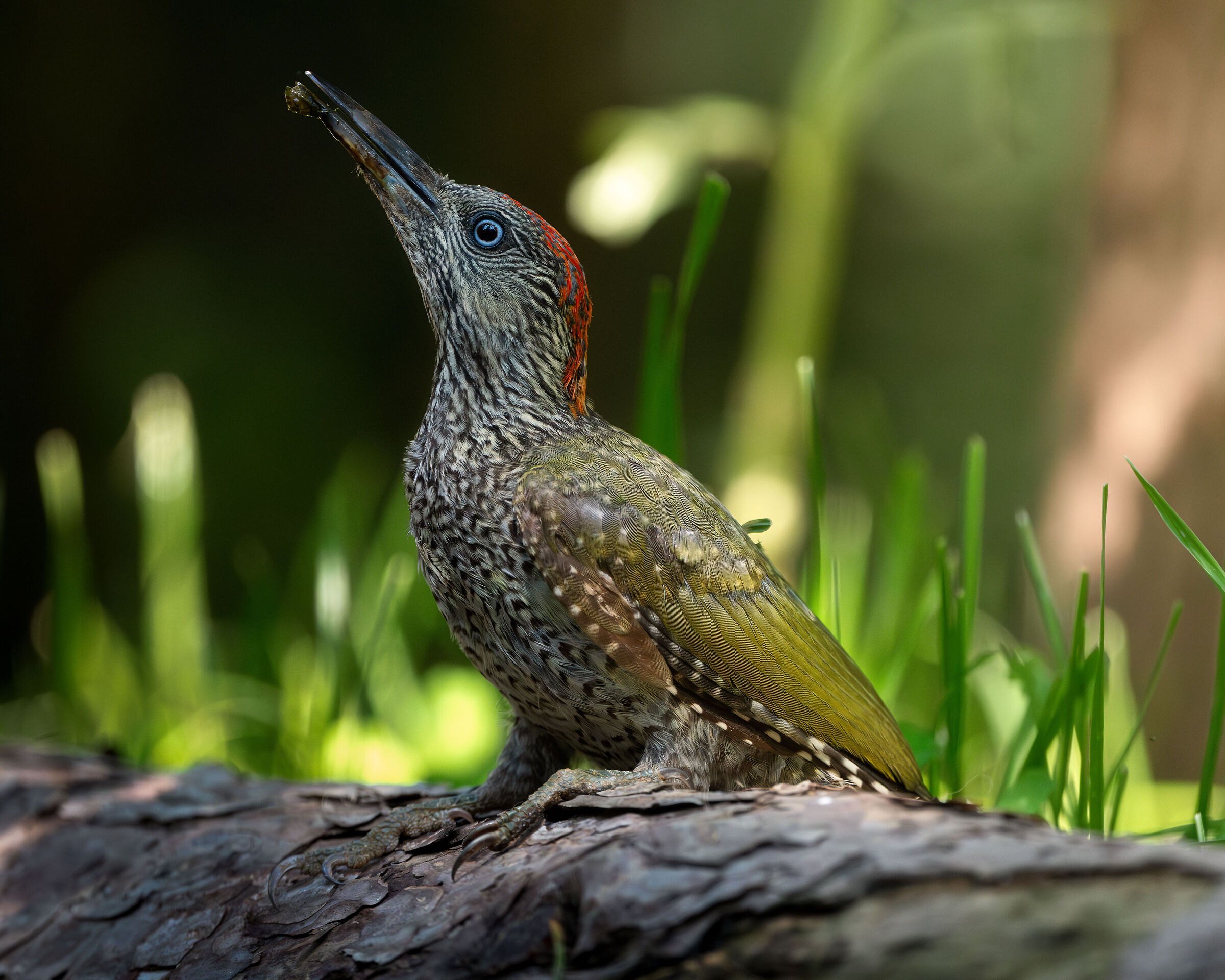 Young green woodpecker