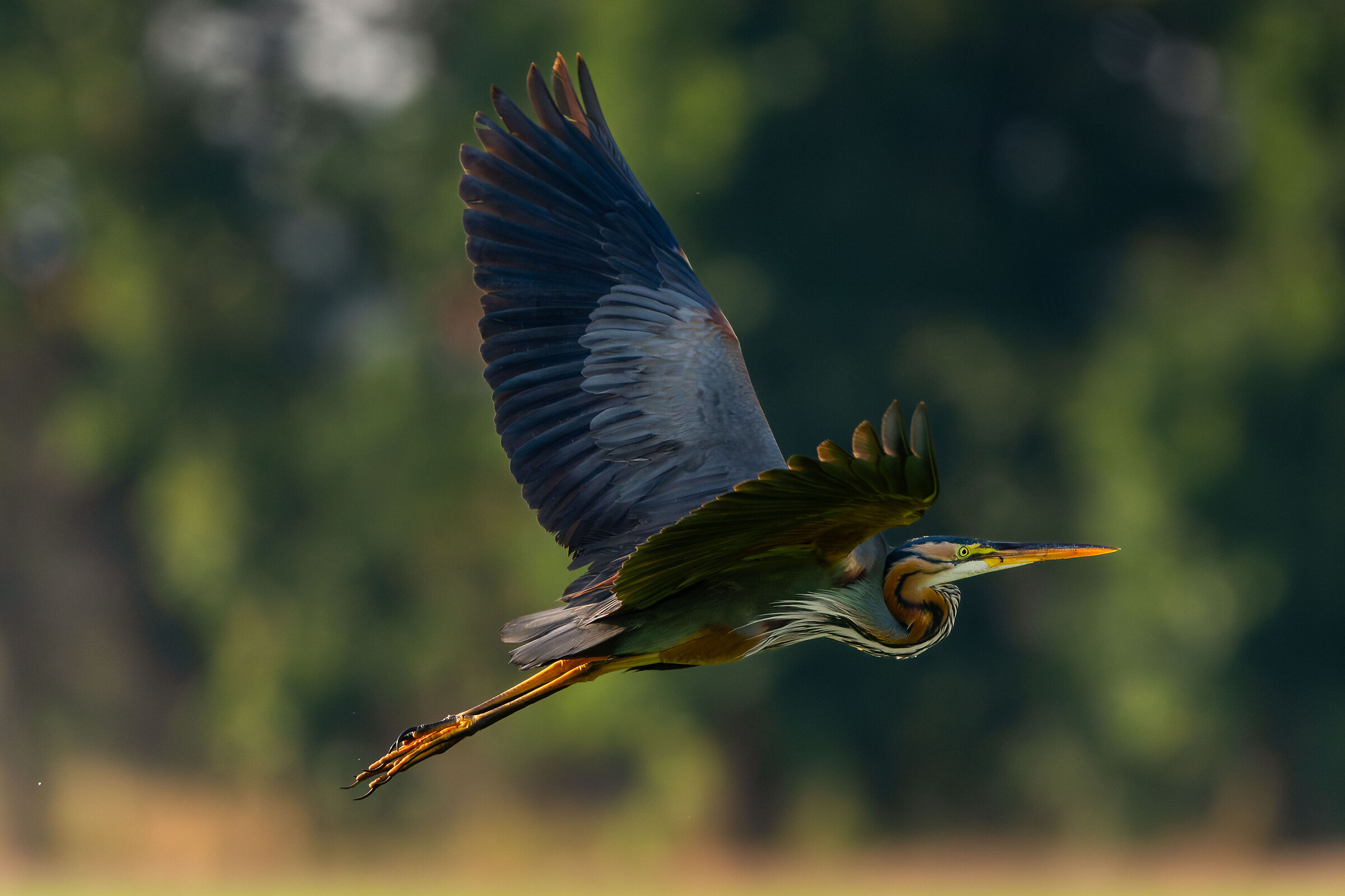 Purple heron