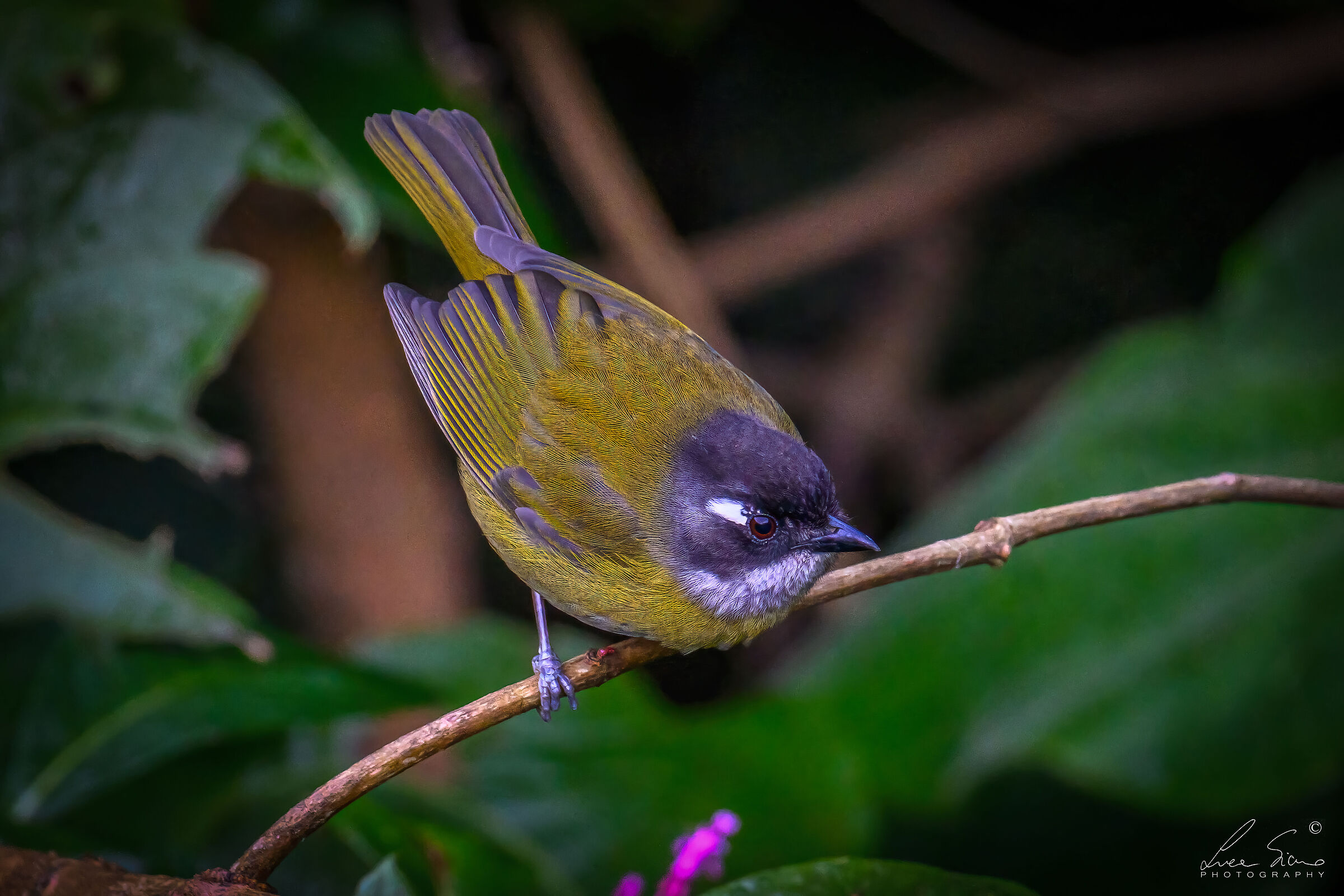 Chlorospingus flavopectus