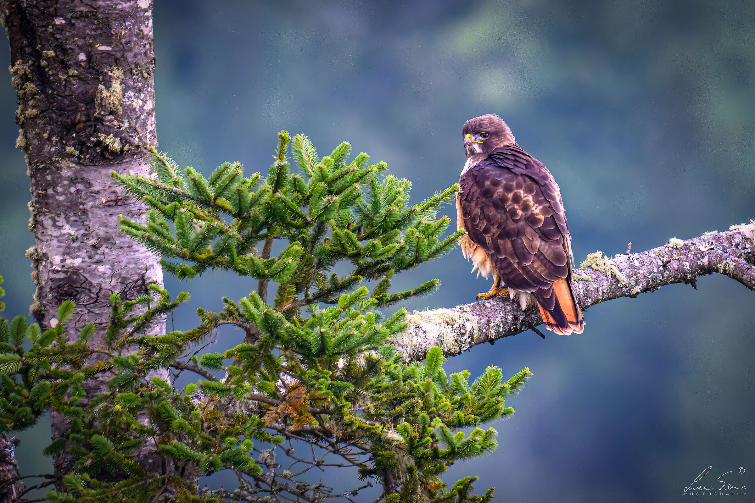 Buteo jamaicensis