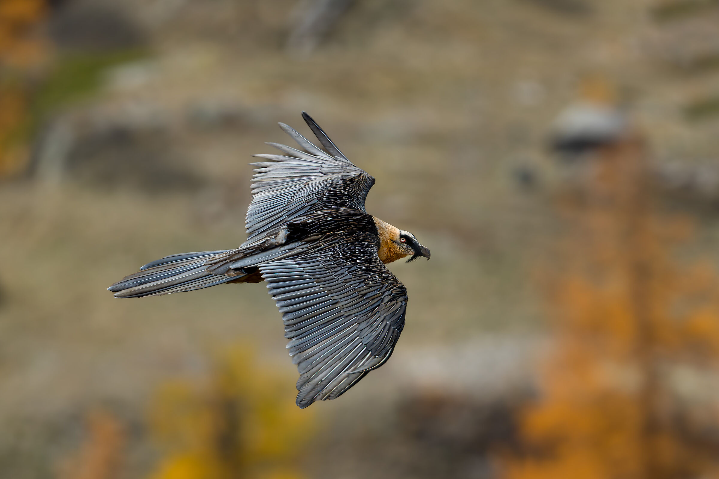 Gypaetus Barbatus - Parco Nazionale Gran Paradiso