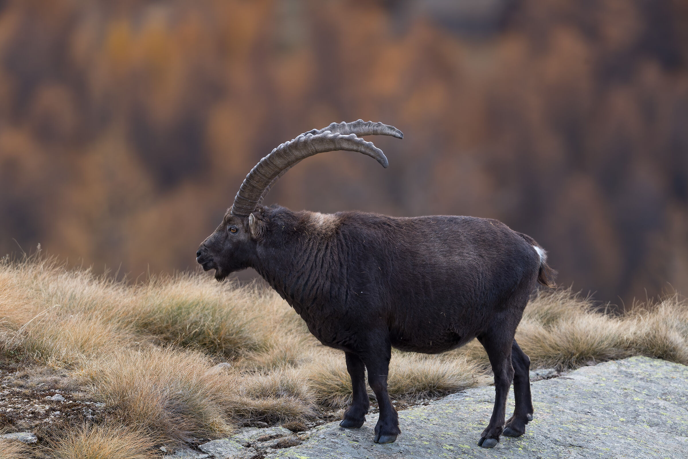 Ibex - Gran Paradiso National Park - Piedmont
