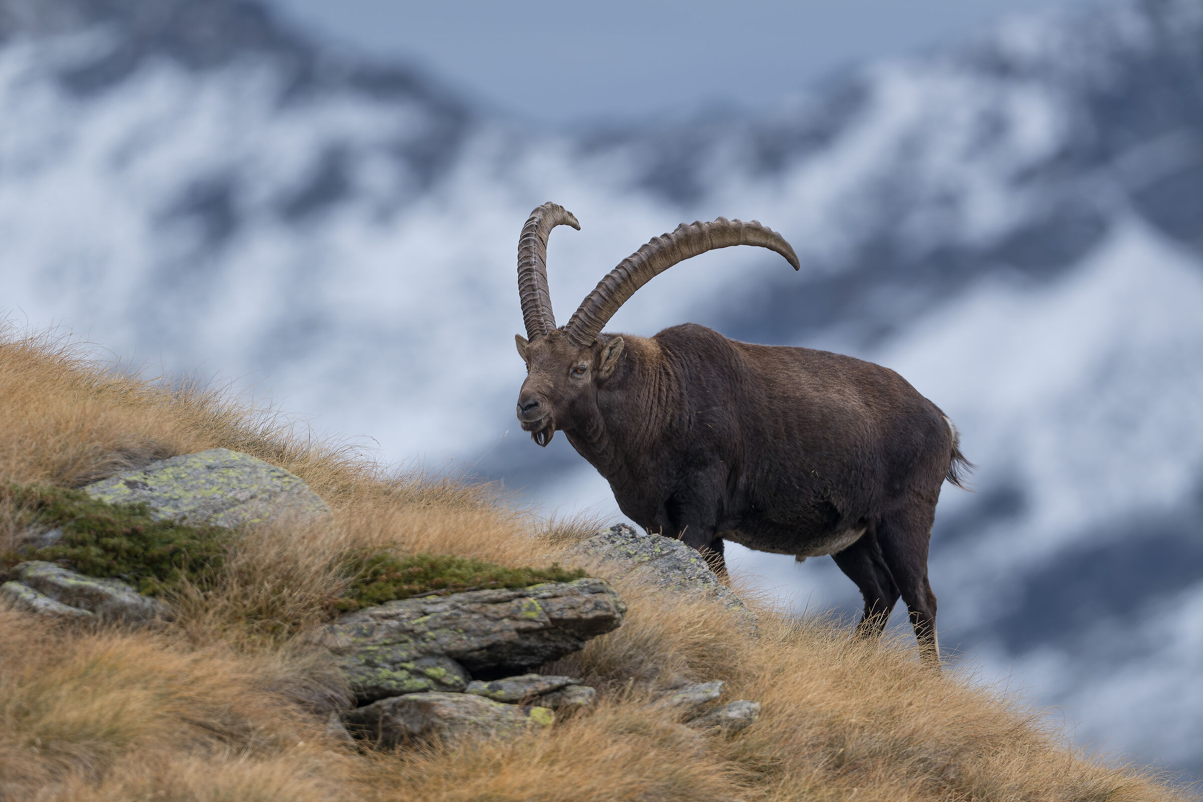 Ibex - Gran Paradiso National Park - Piedmont