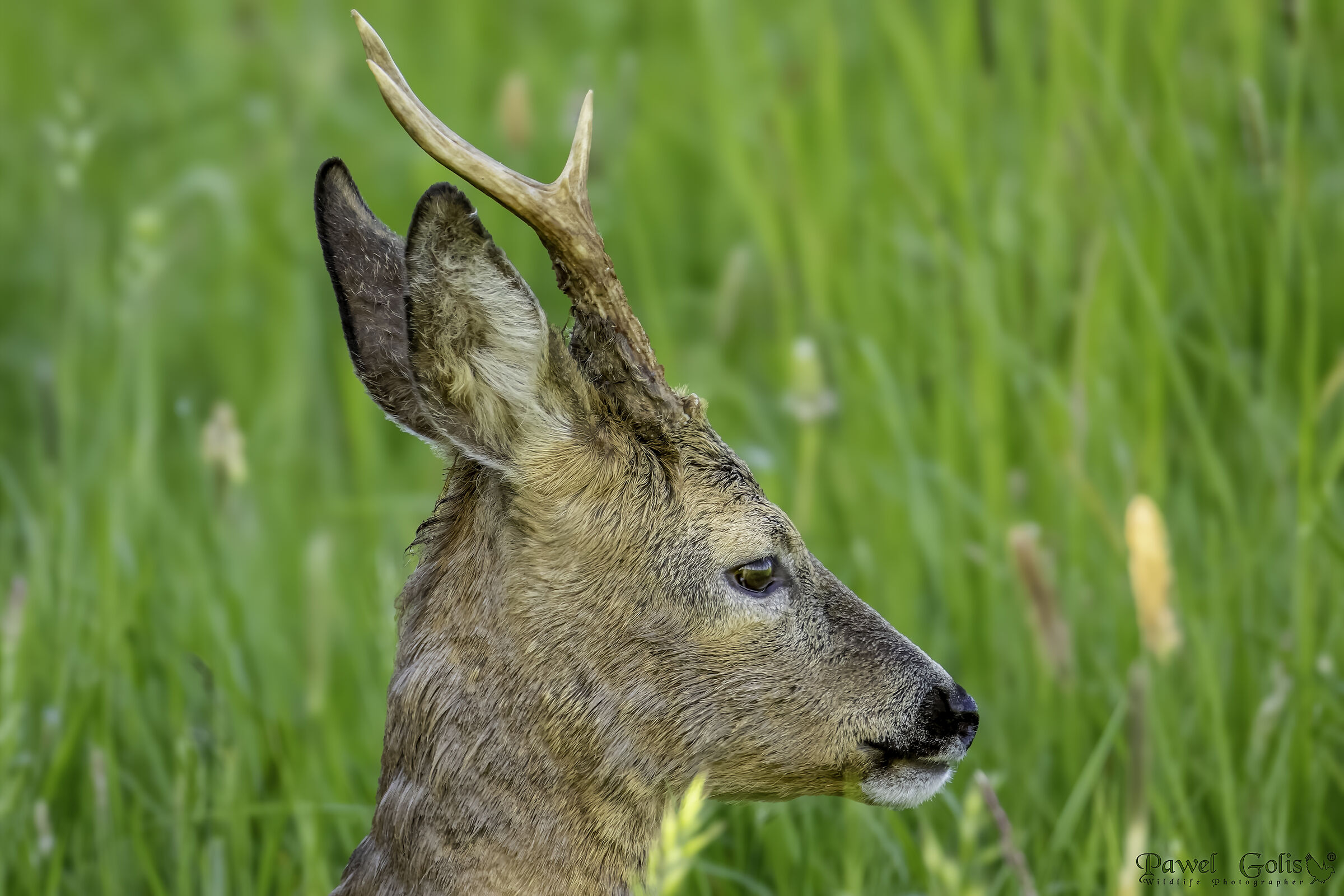 Capriolo (Capreolus capreolus)