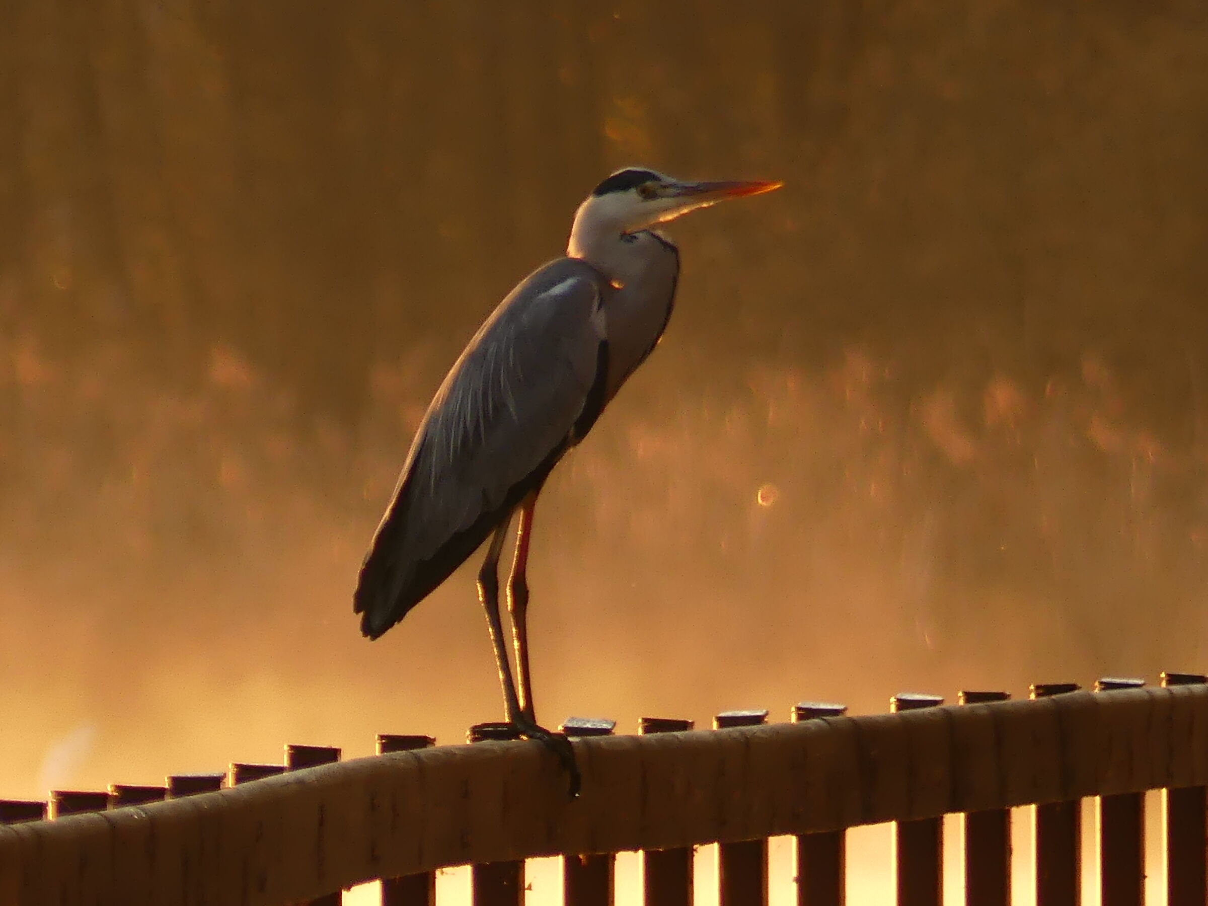 The greeting to the sun