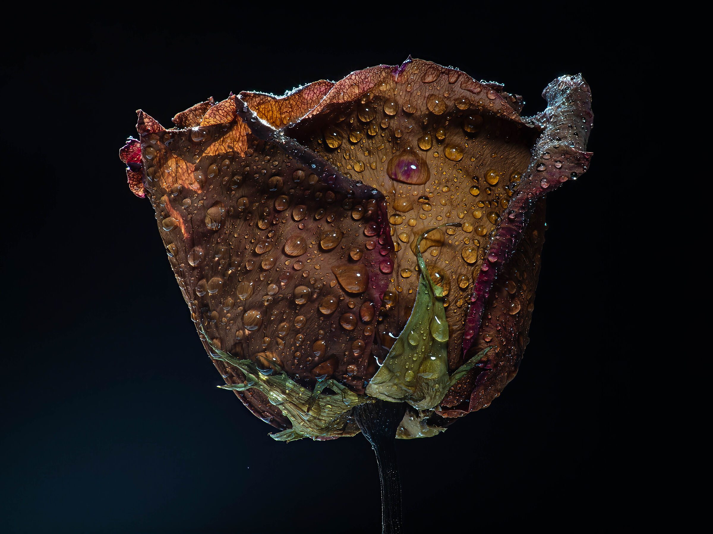 Dried rose