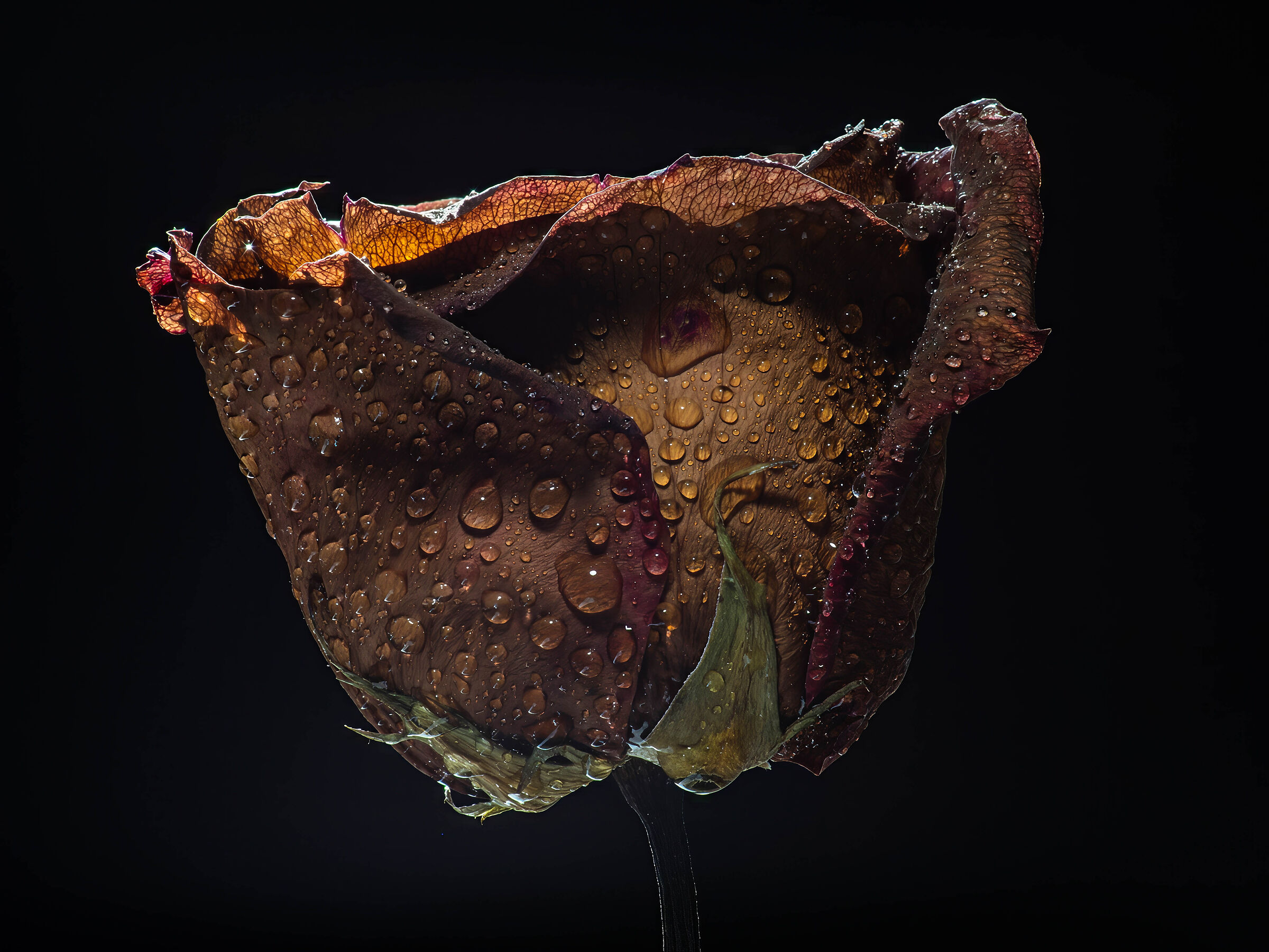 Dried rose 2