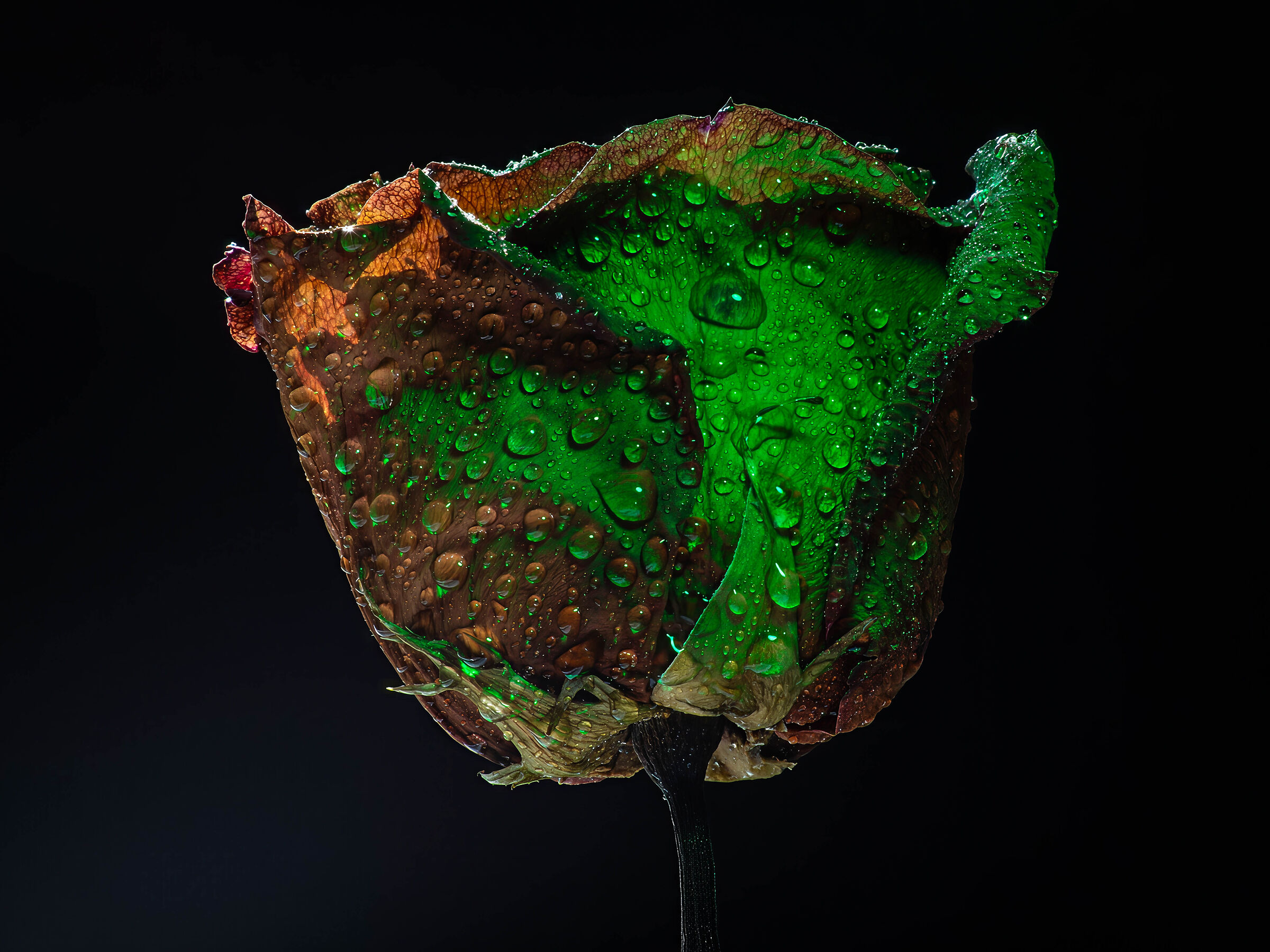 Dried rose 3