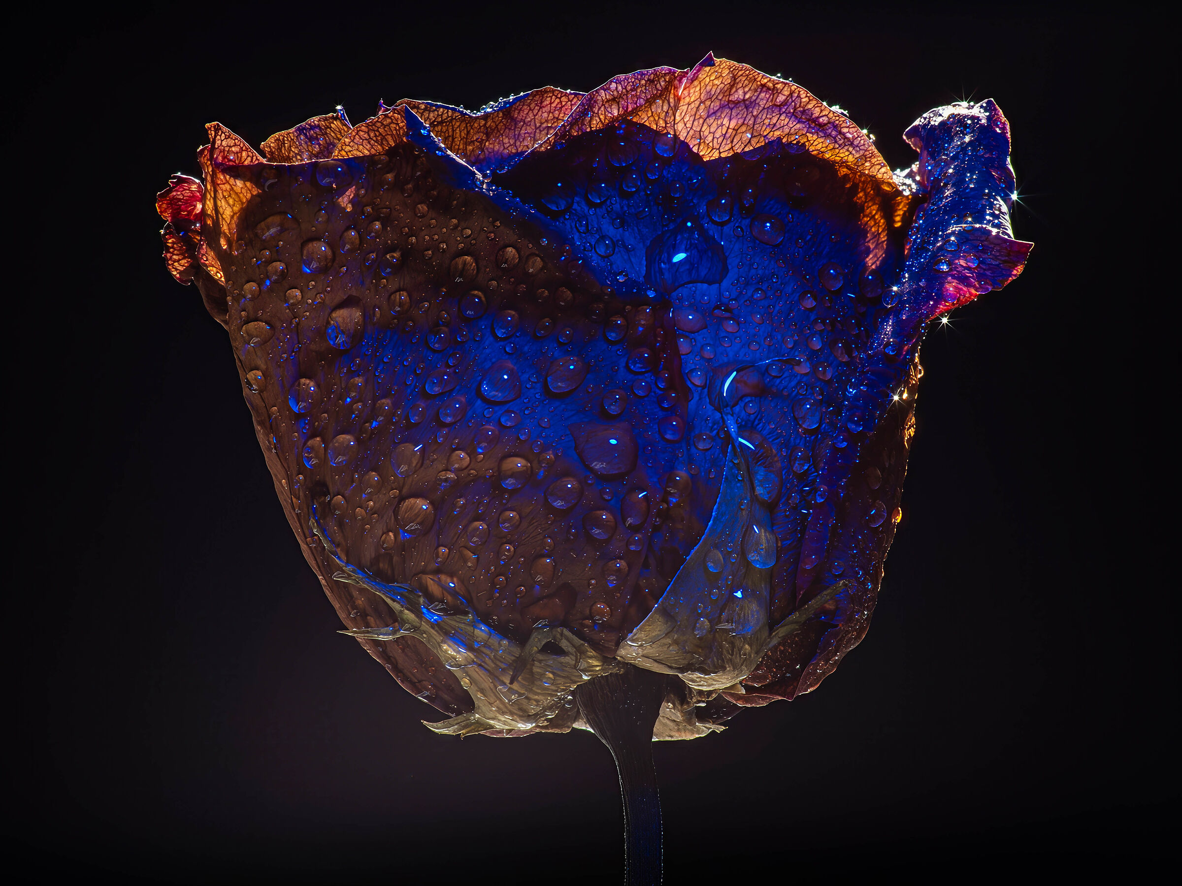 Dried rose 4