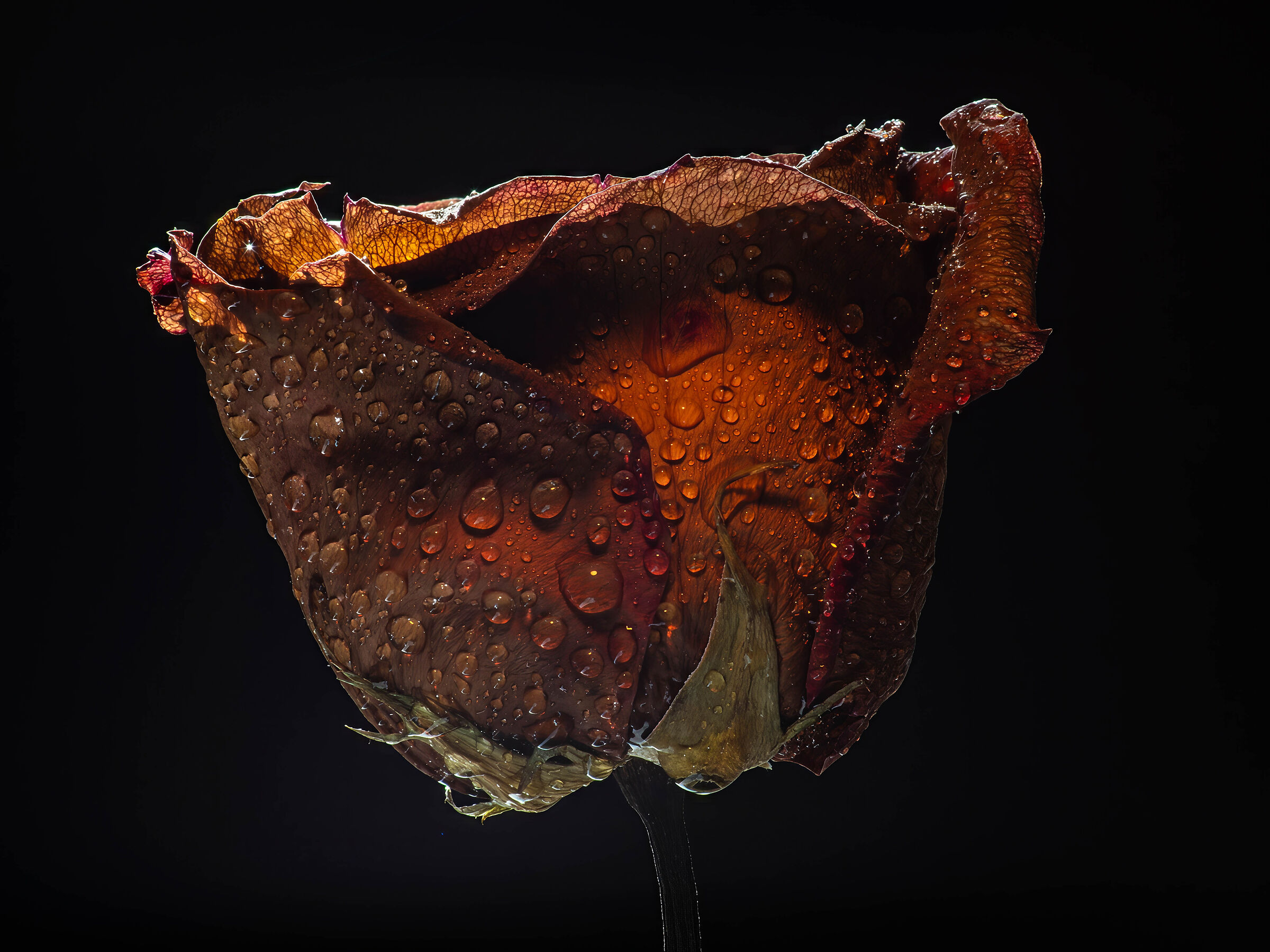 Dried rose 5