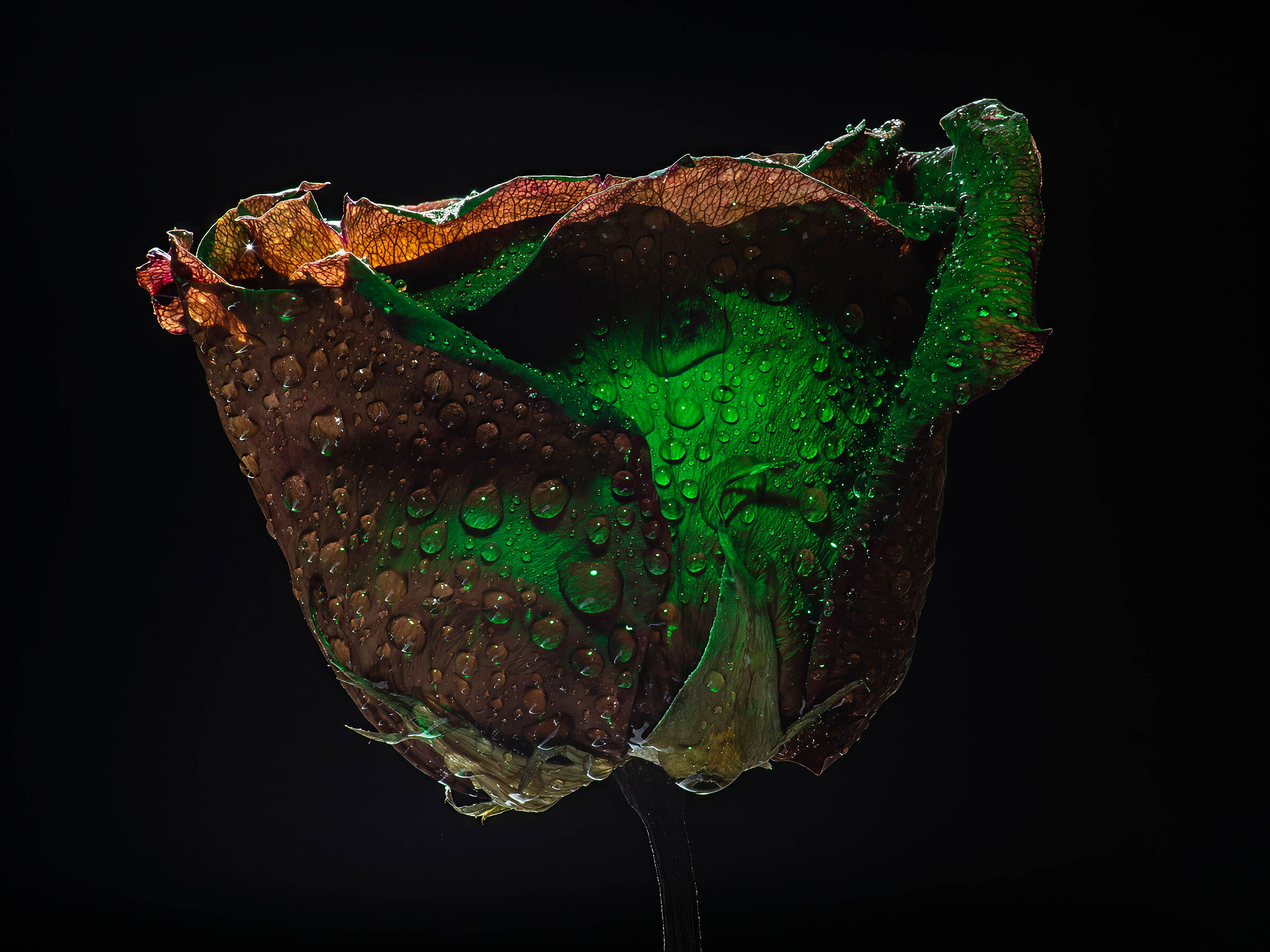 Dried rose 6
