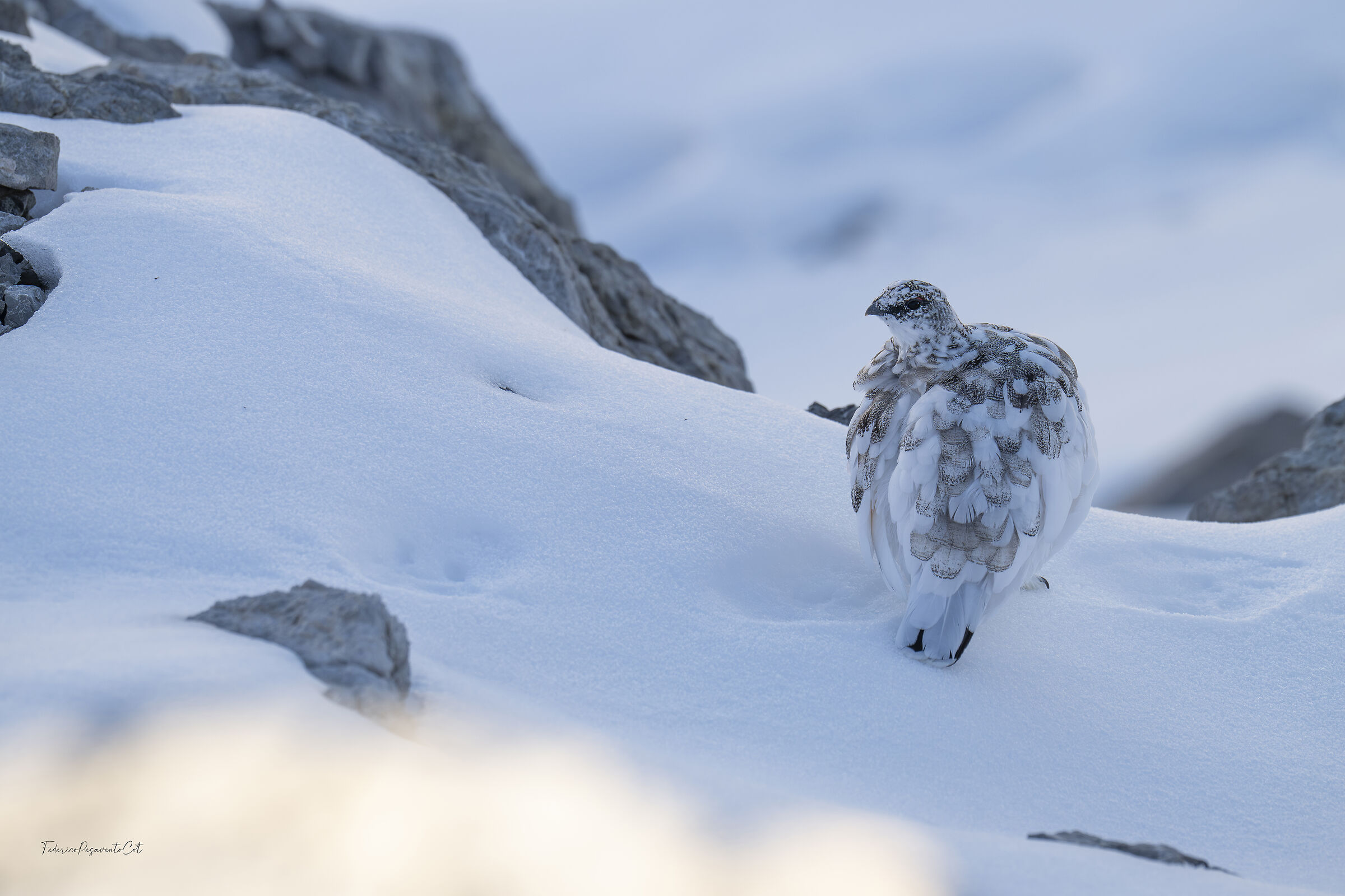 In mezzo alla neve
