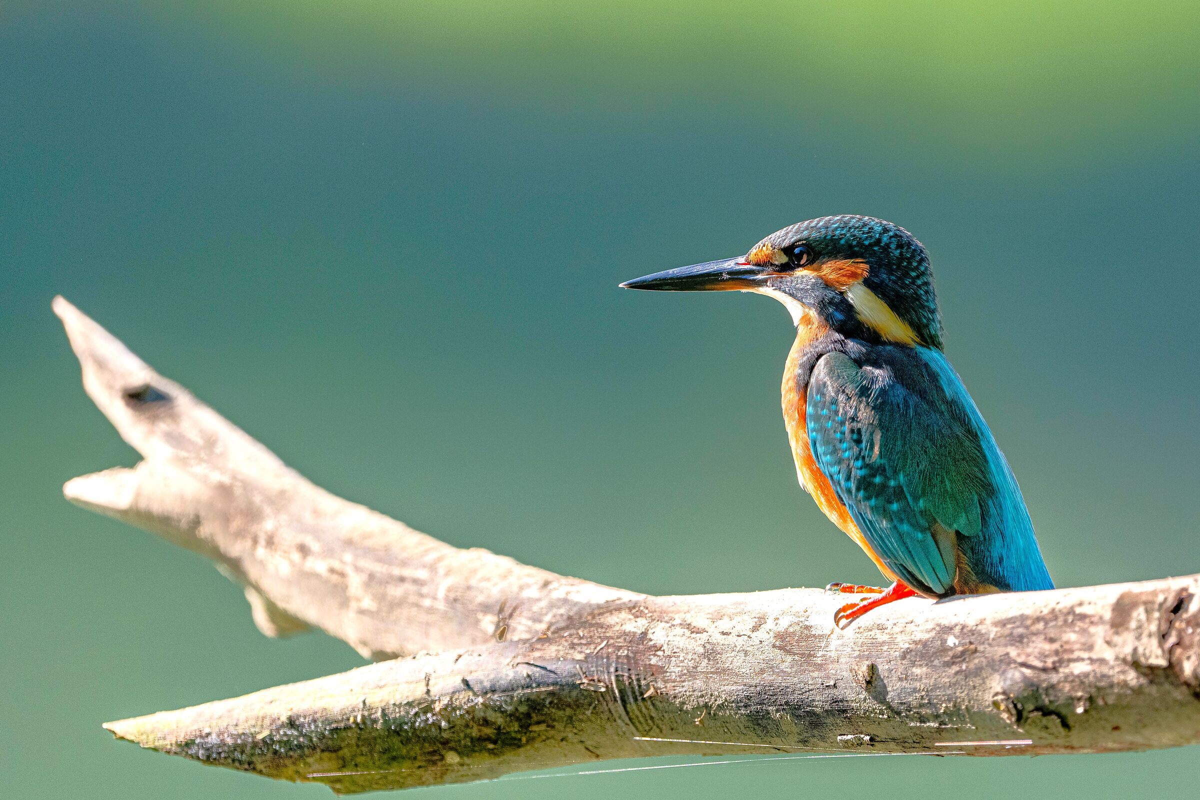 The Kingfisher