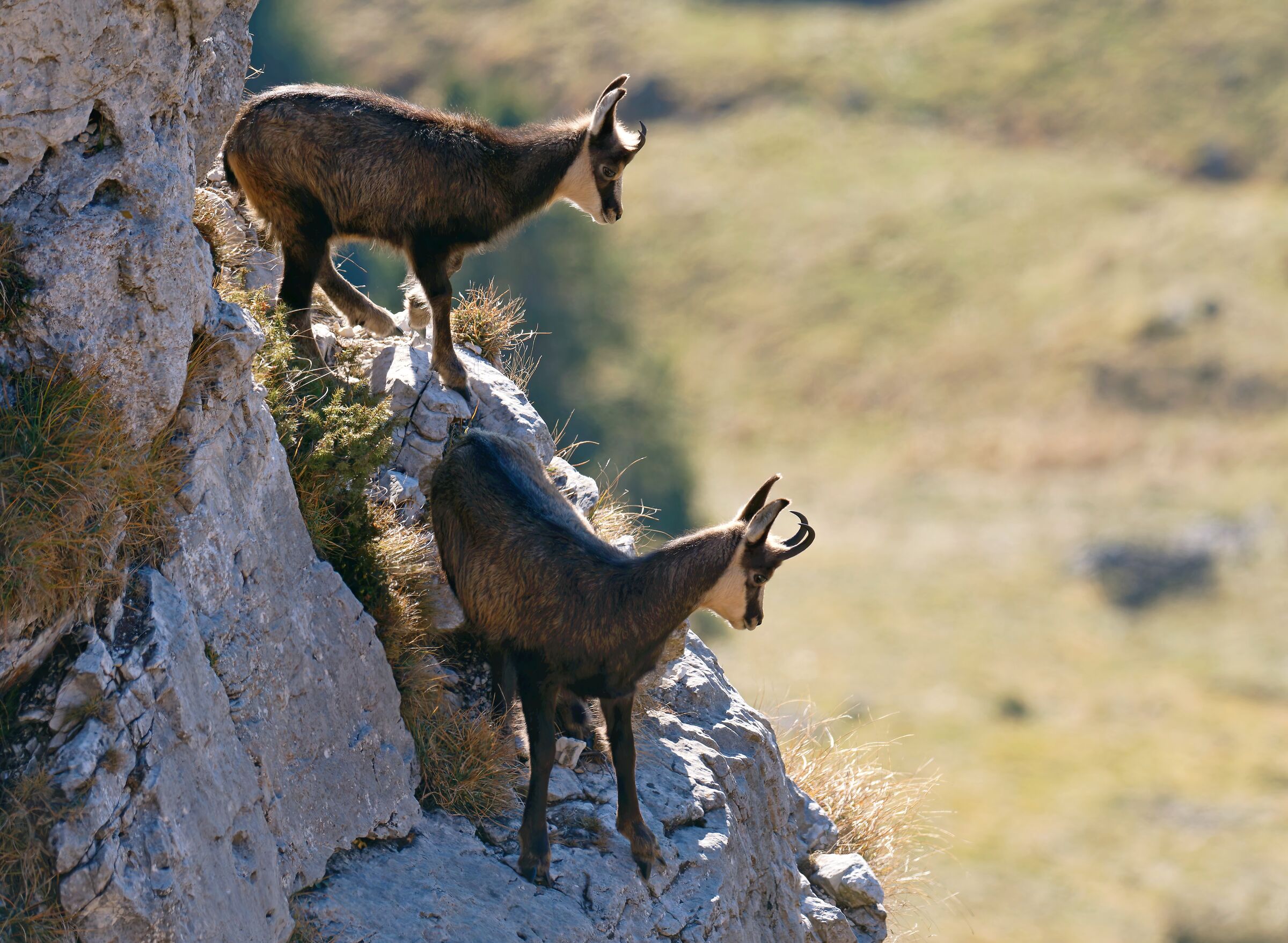 Lookout chamois