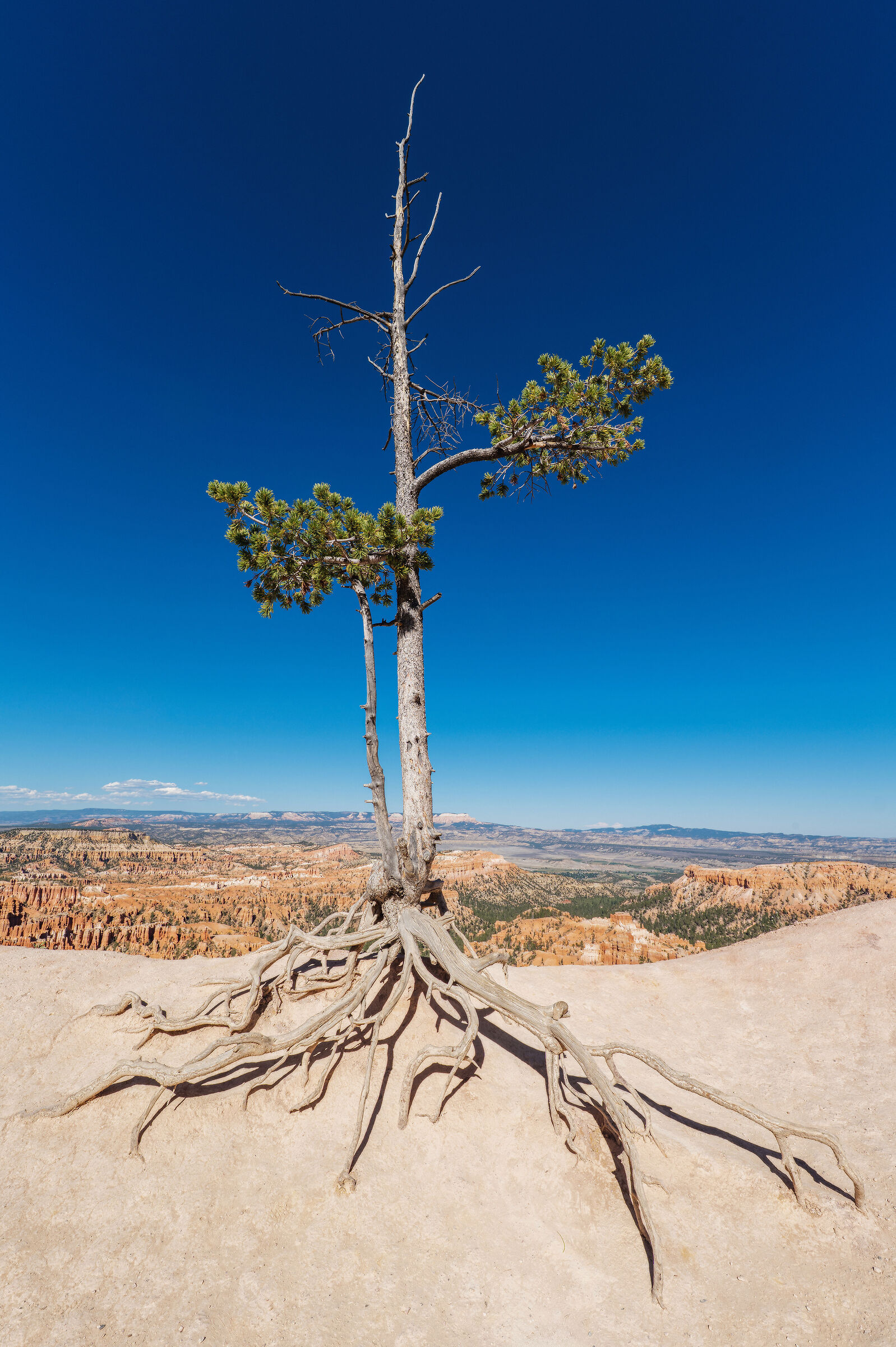 Bryce National Park