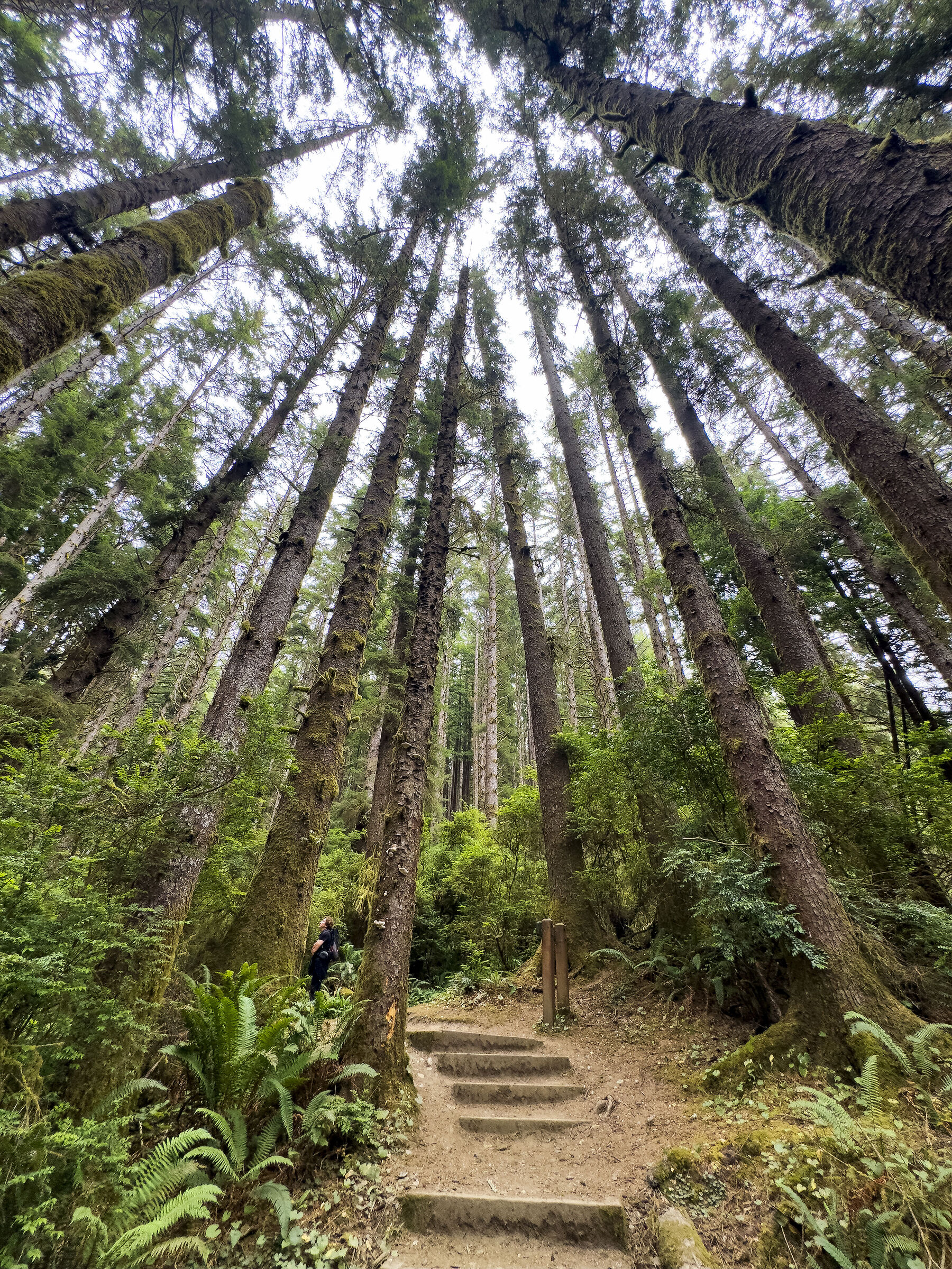 Redwood National Park - California
