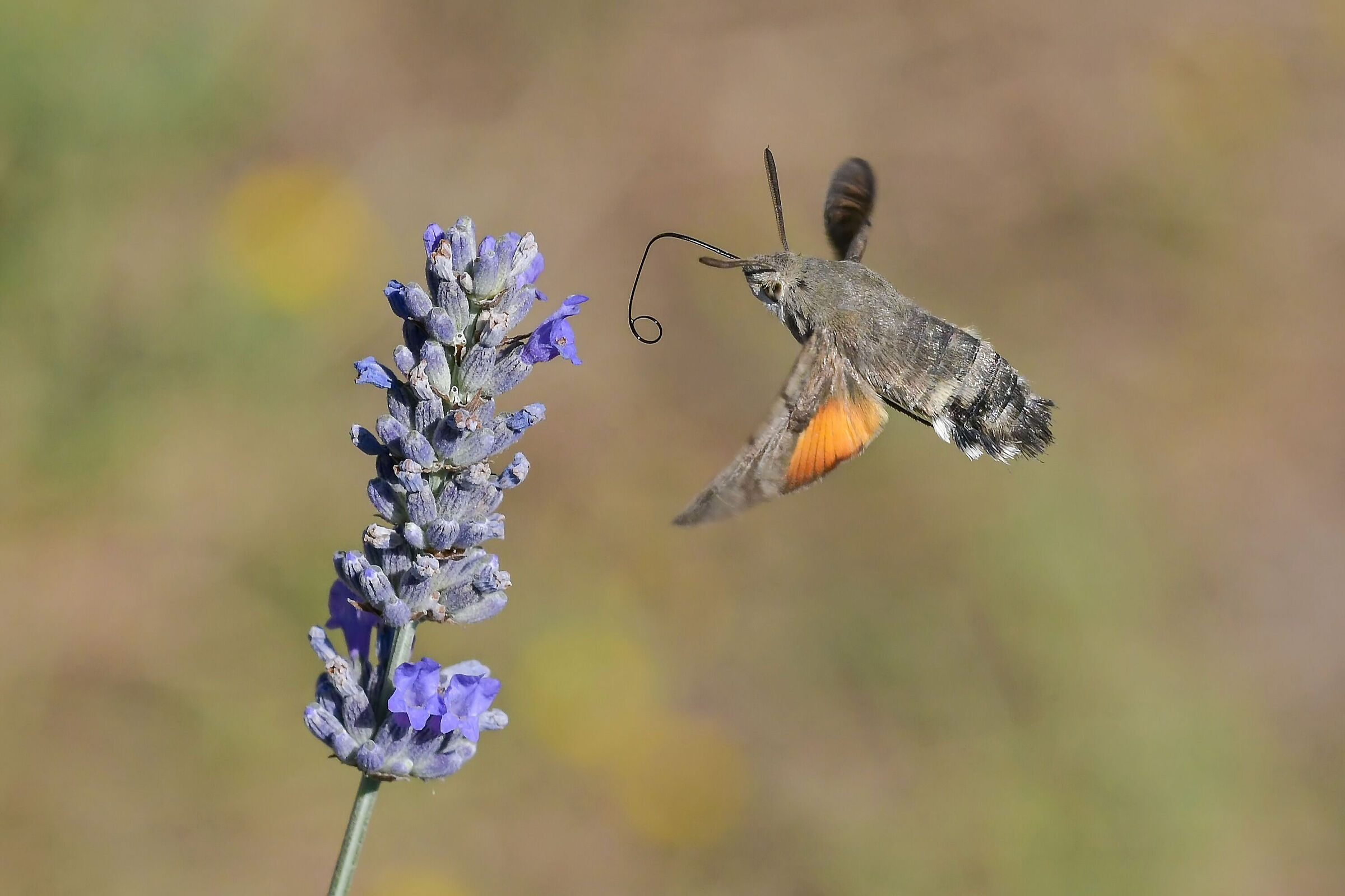 Macroglossum stellatarum in alimentazione