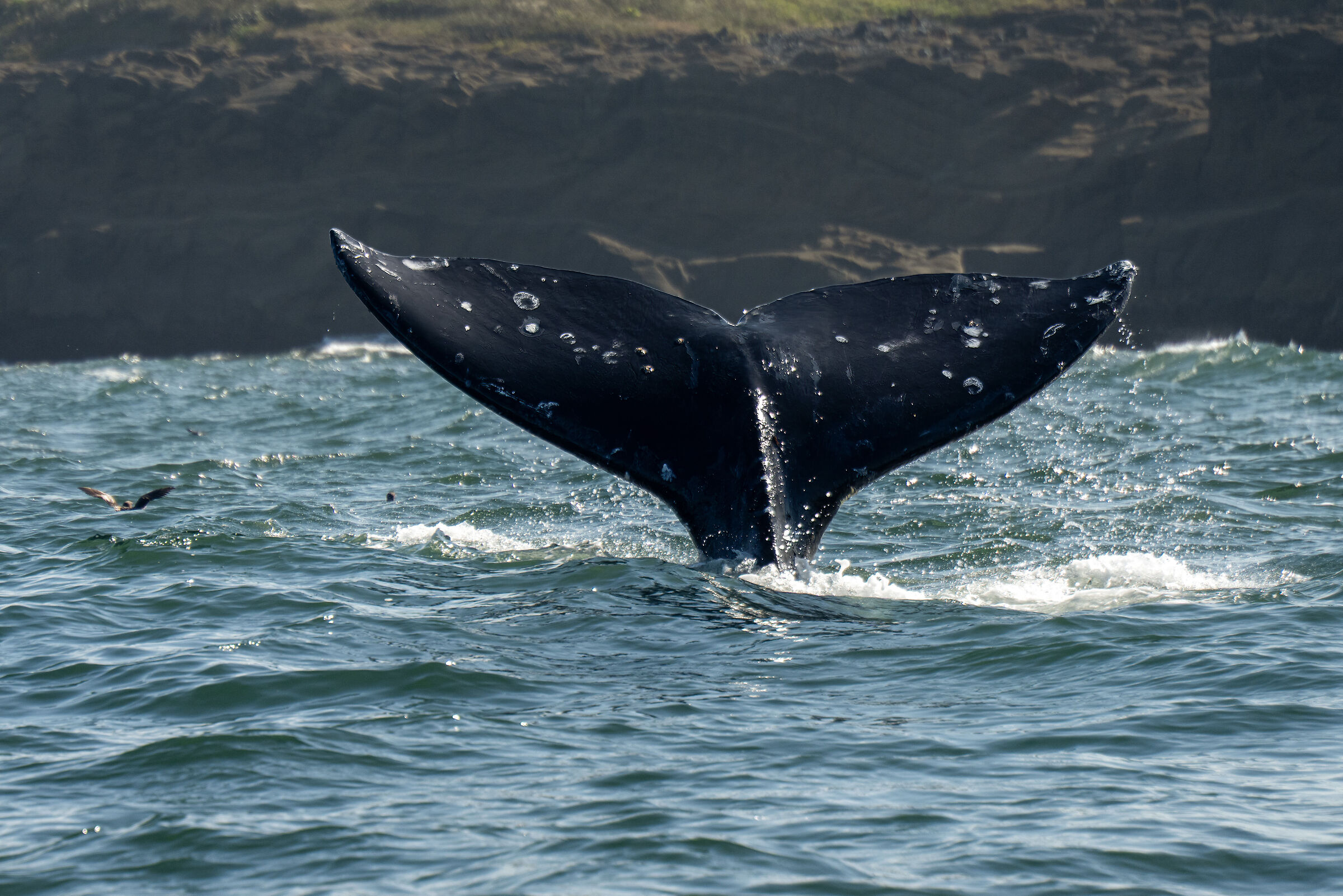 Whale watching - Oregon Coast