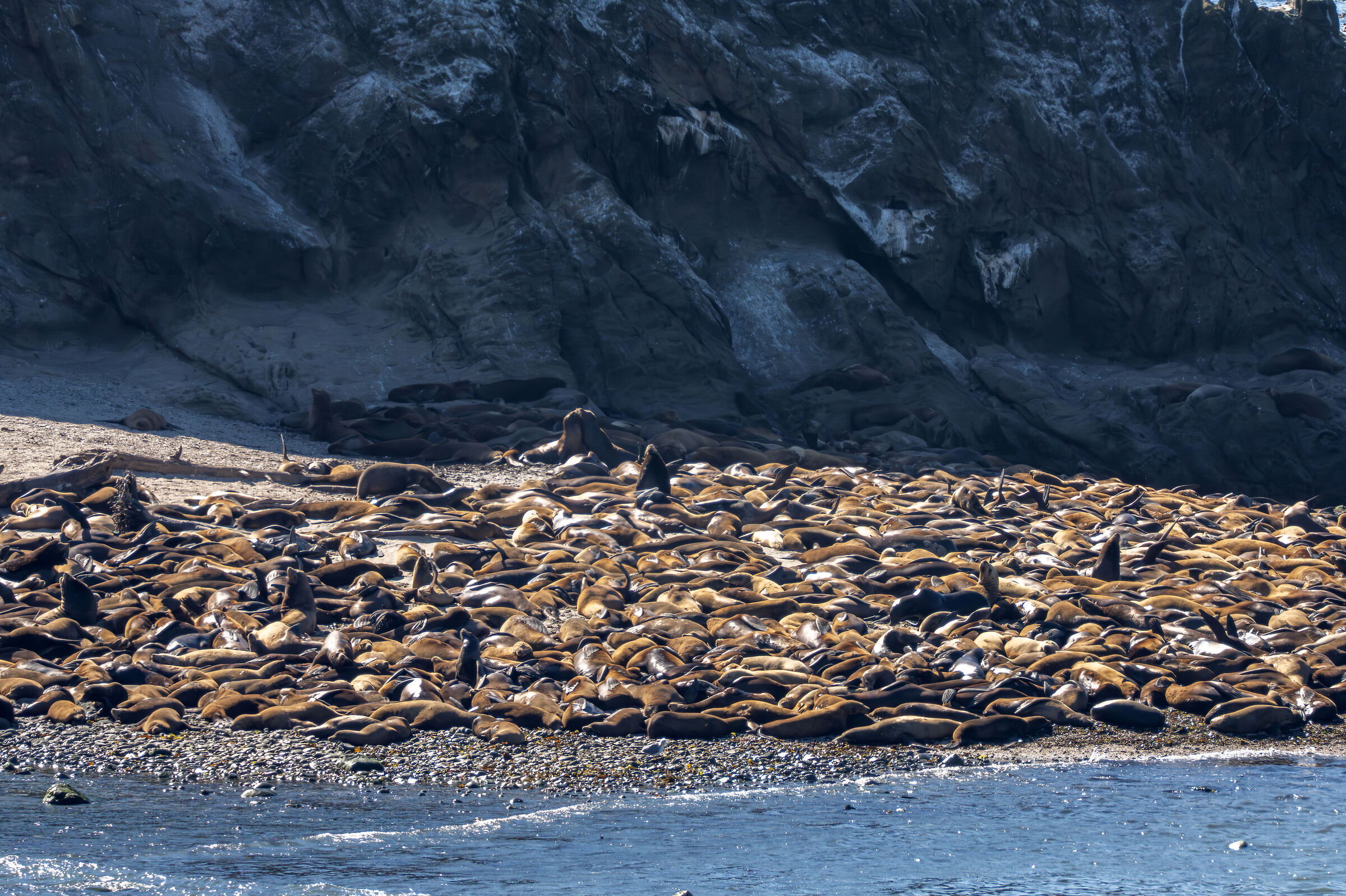 Sea lions - Simpson reef - Oregon
