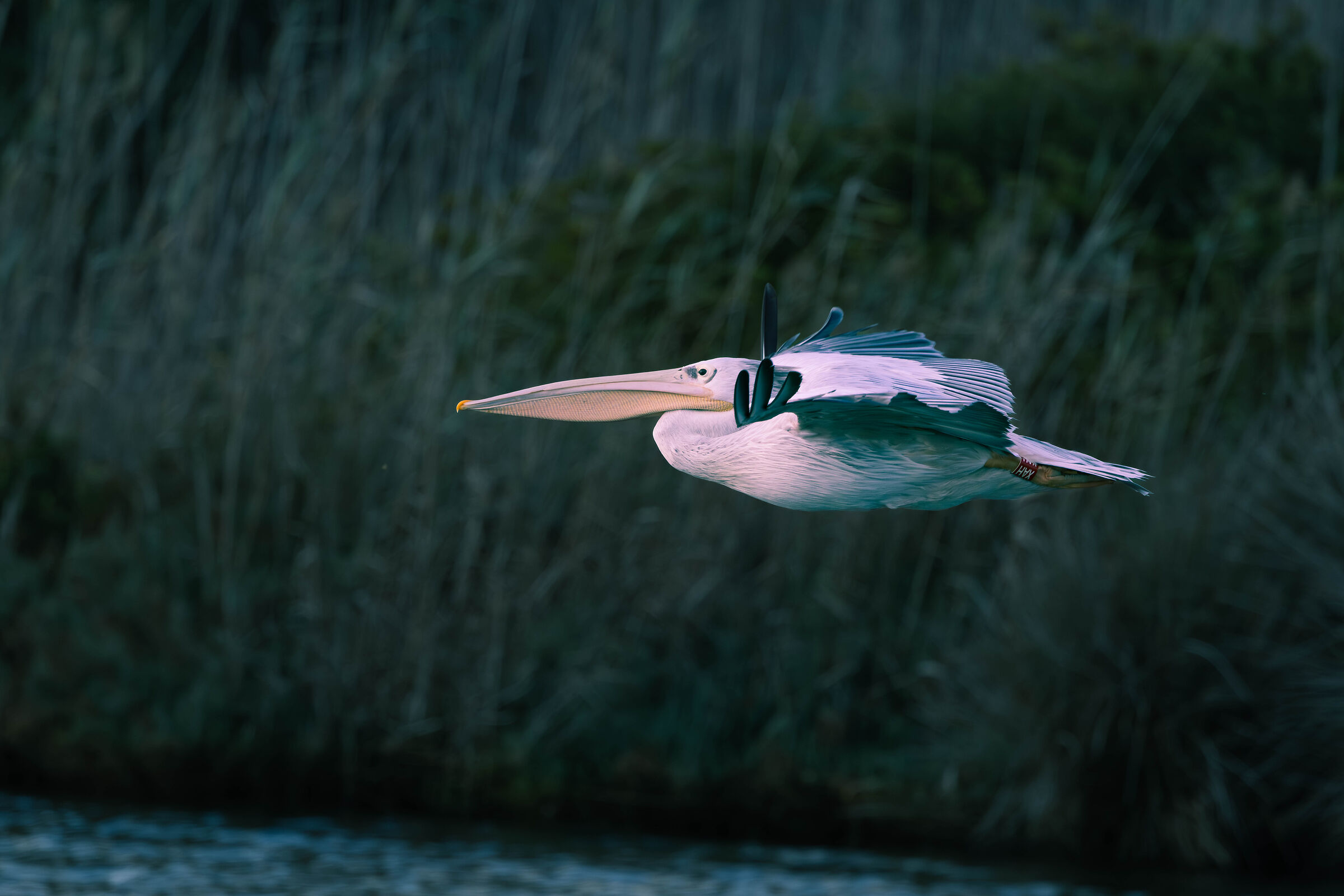 Pellicano... Cagliaritano