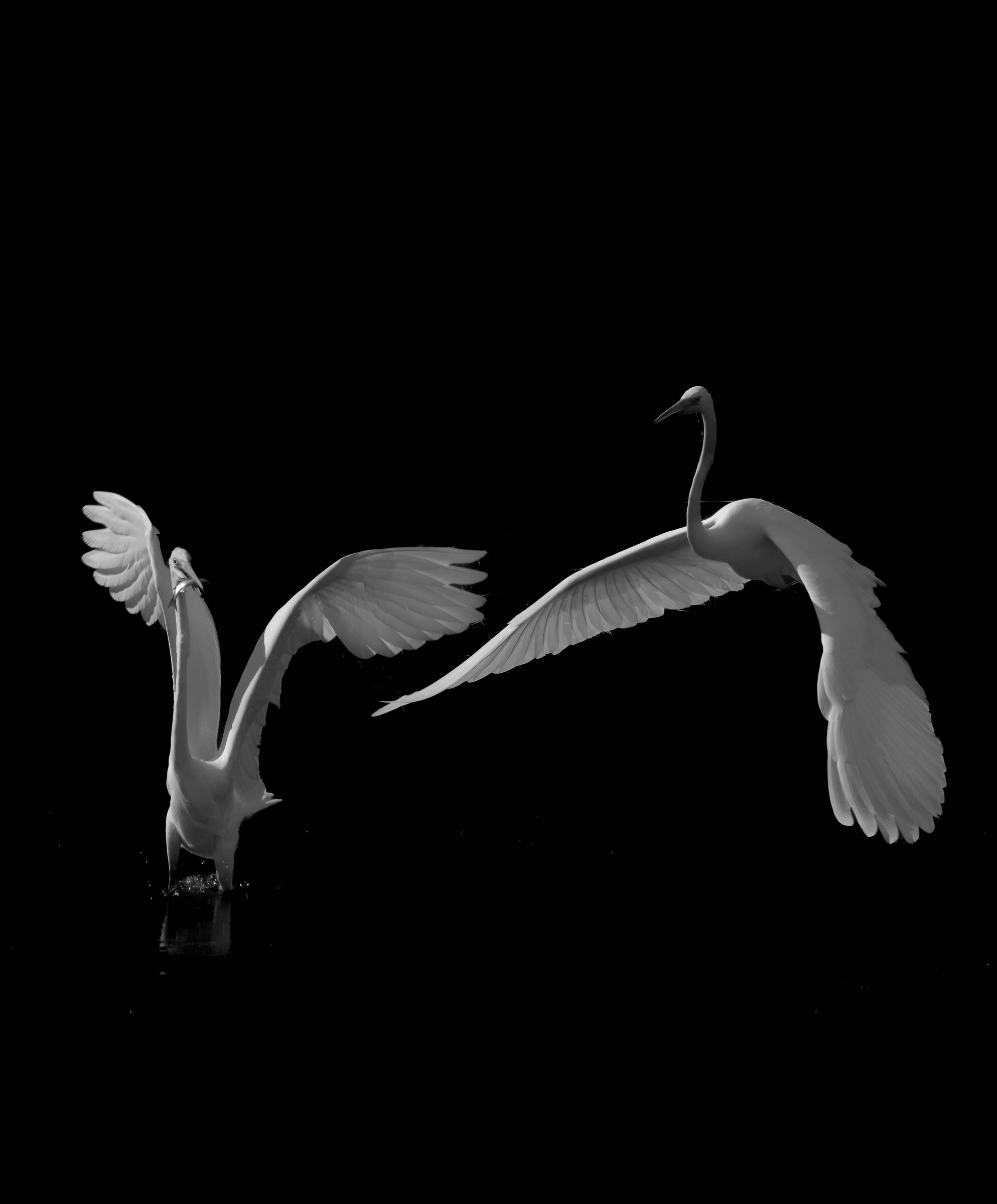 Contrasti... tra Aironi per un pesciolino