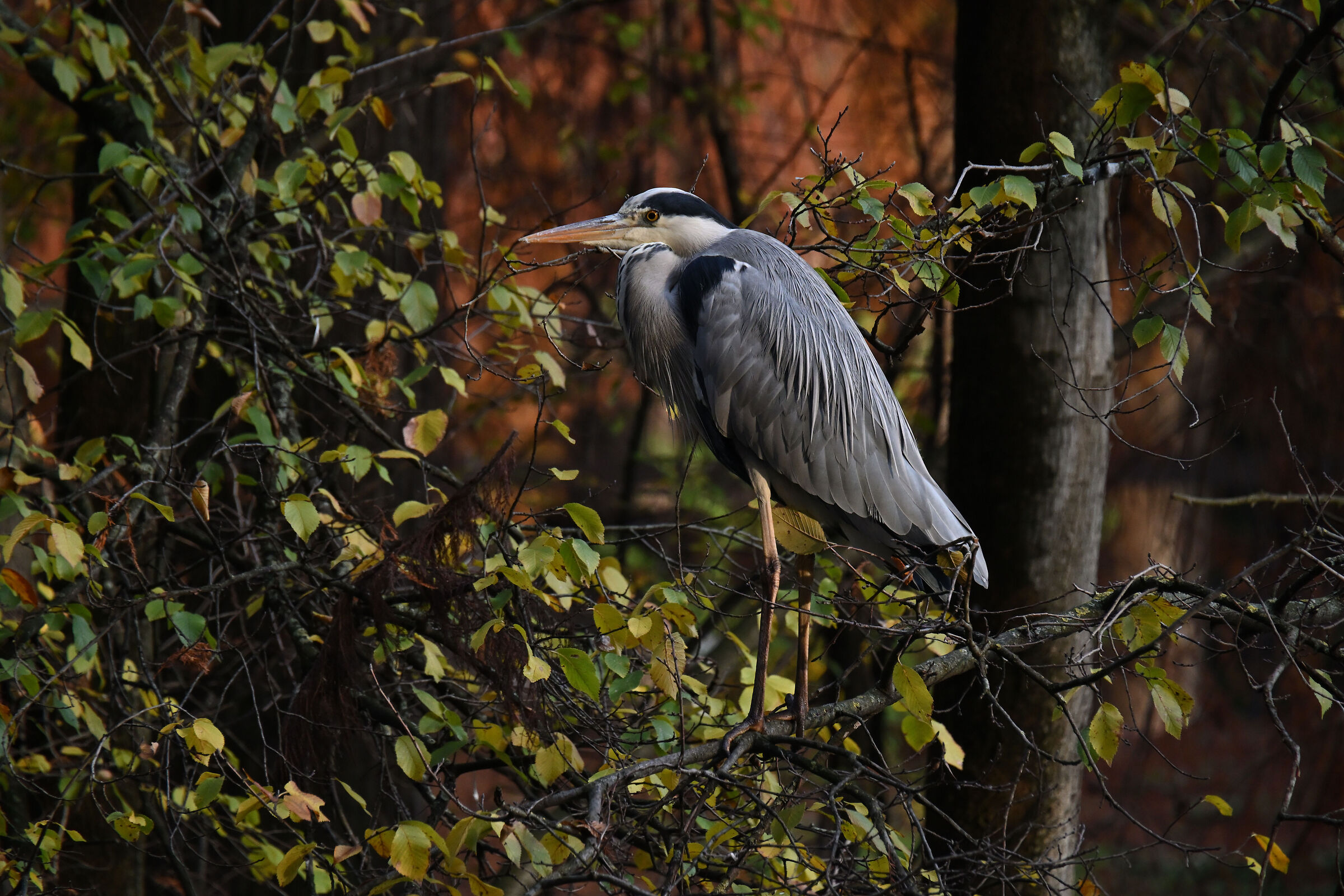 "Qui non mi troveranno mai"