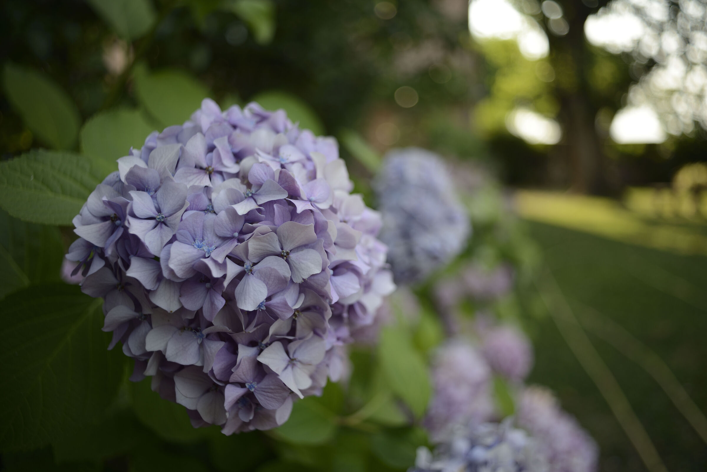 Hydrangeas