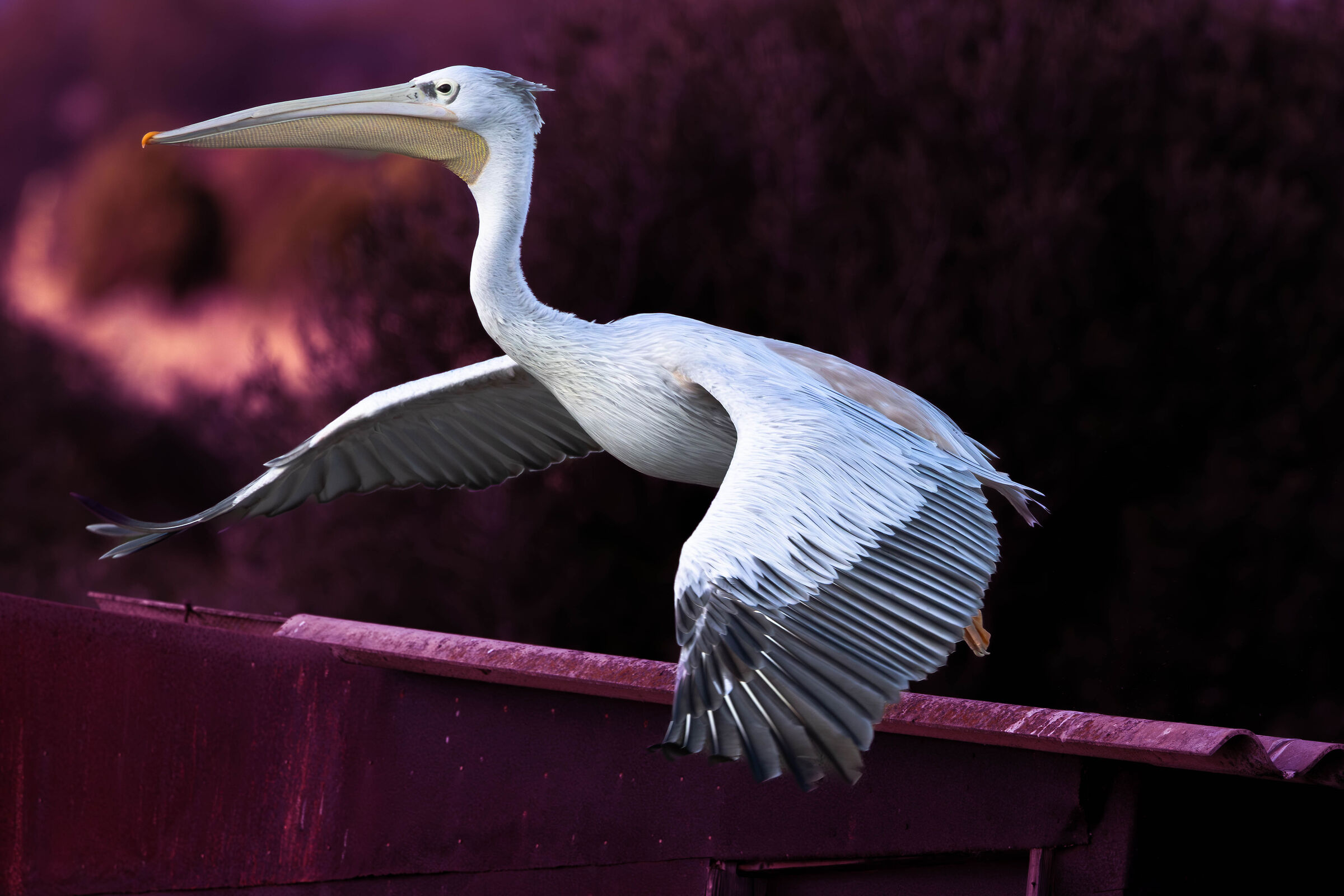 Decollo del Pellicano