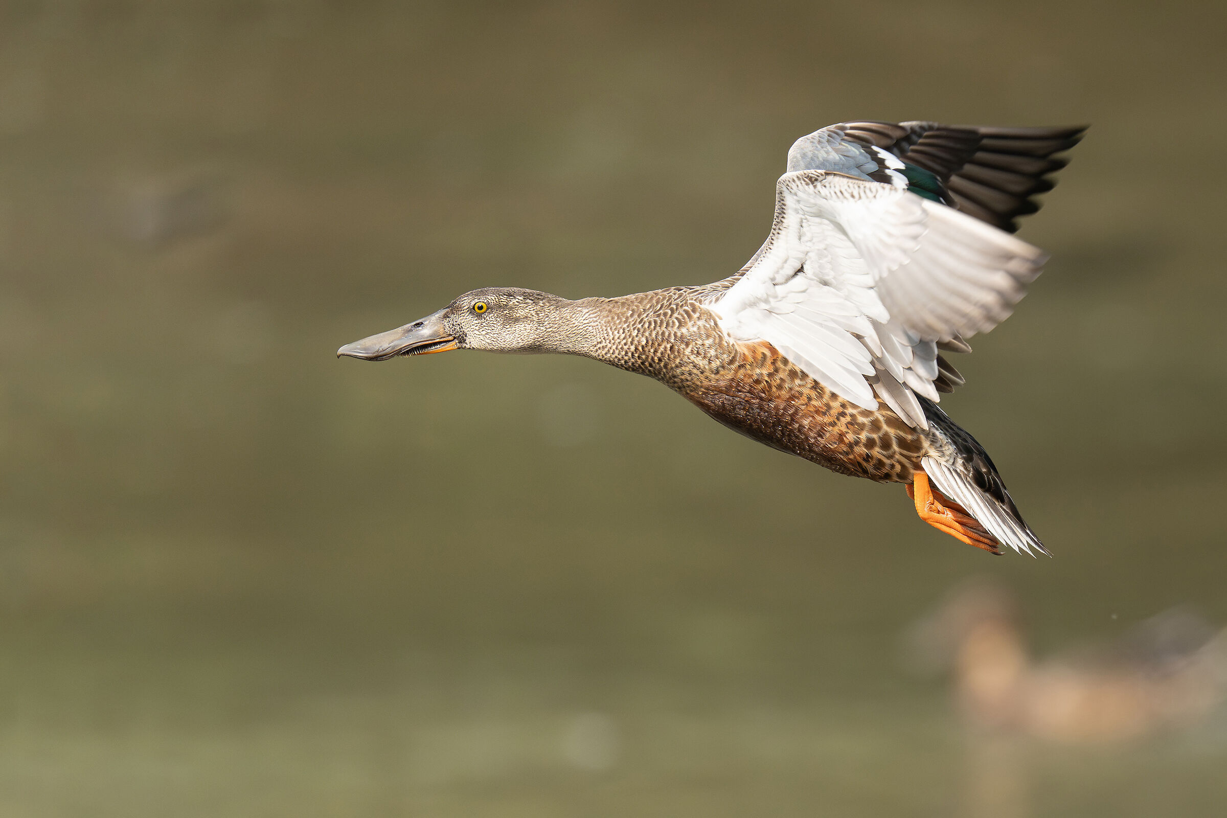 Anatra in volo