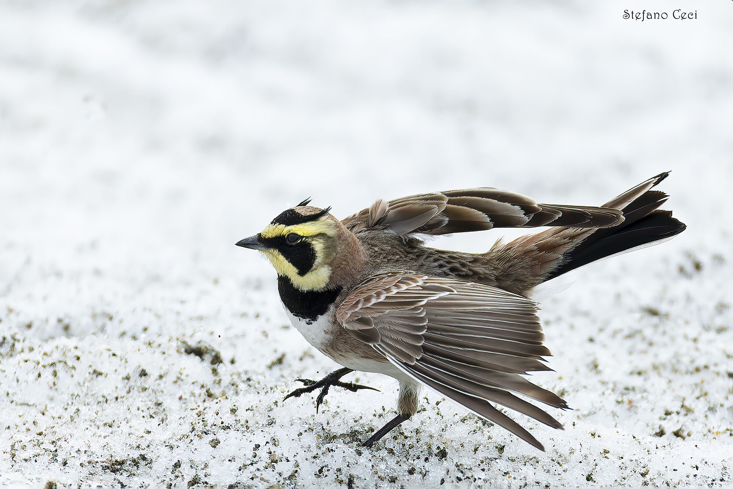 Shore lark